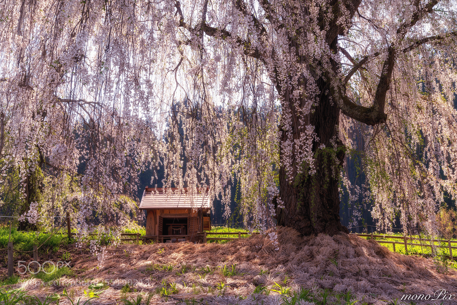Sony a7R III sample photo. Cherry blossoms and a photography