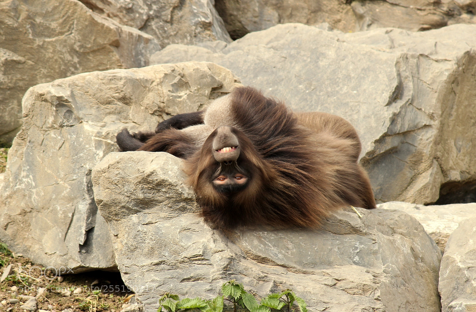 Canon EF-S 55-250mm F4-5.6 IS II sample photo. Img photography