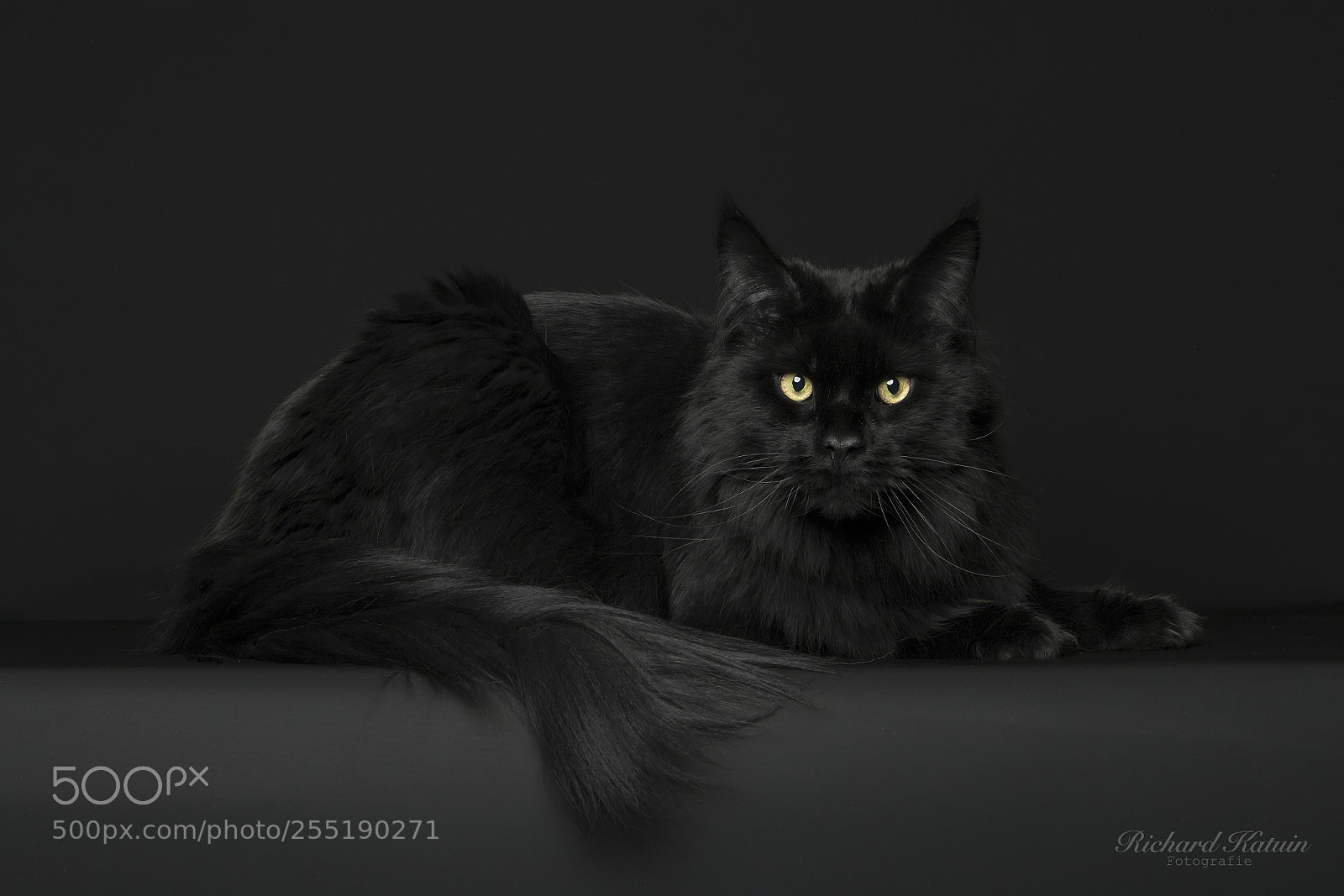 Canon EOS 70D sample photo. Senoja's panther photography