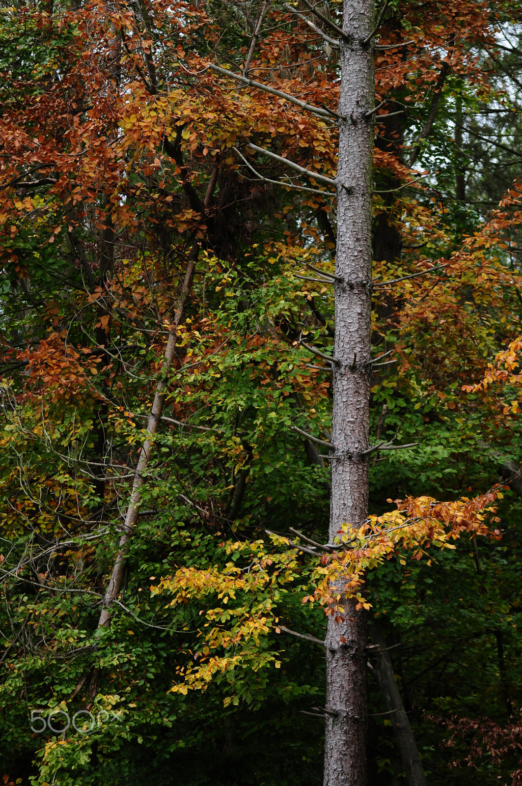 Nikon D90 + Sigma 70-200mm F2.8 EX DG OS HSM sample photo. Ashridge estate, national trust, berkhampstead photography