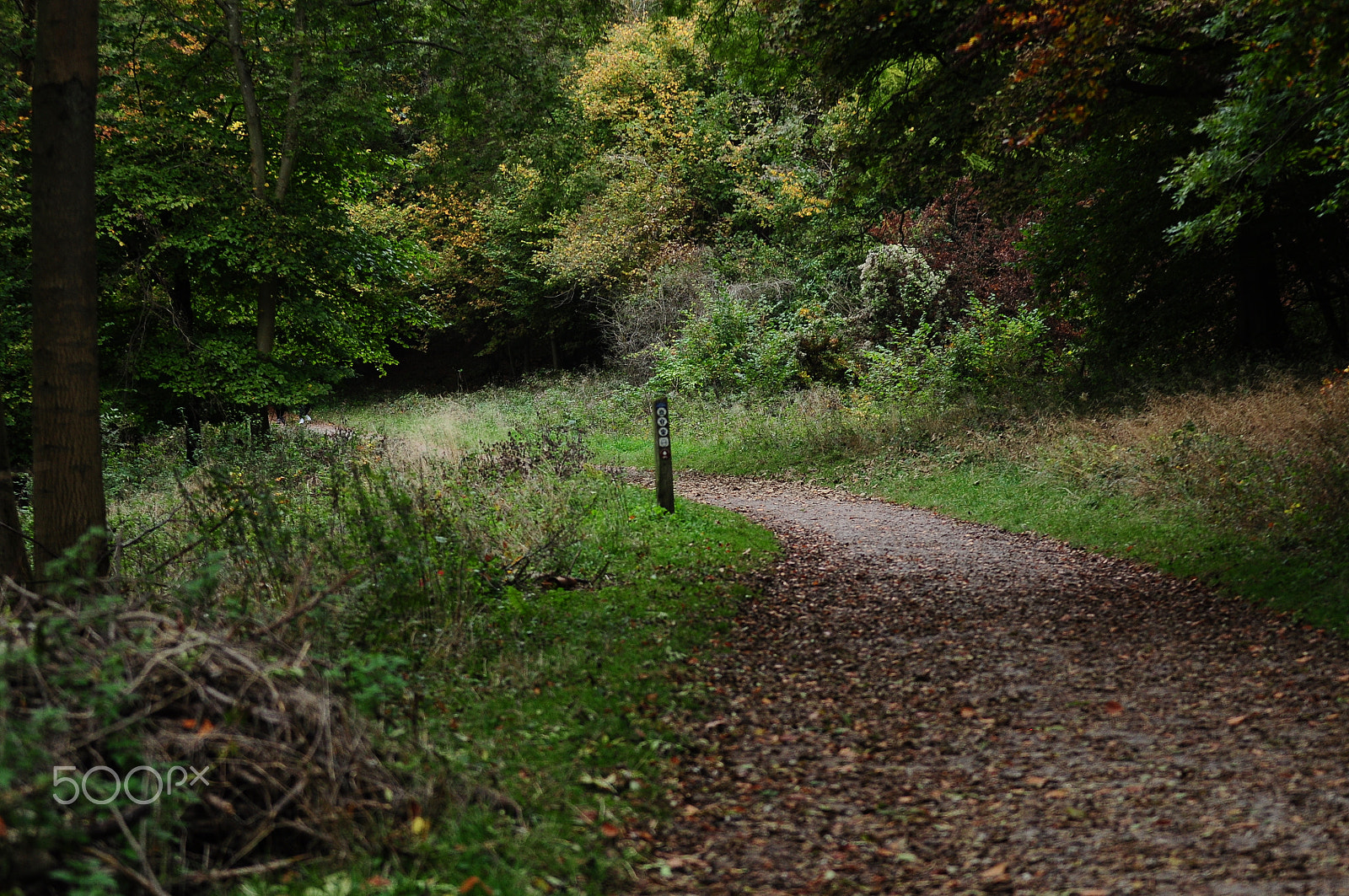 Nikon D90 + Sigma 70-200mm F2.8 EX DG OS HSM sample photo. Ashridge estate, national trust, berkhampstead photography