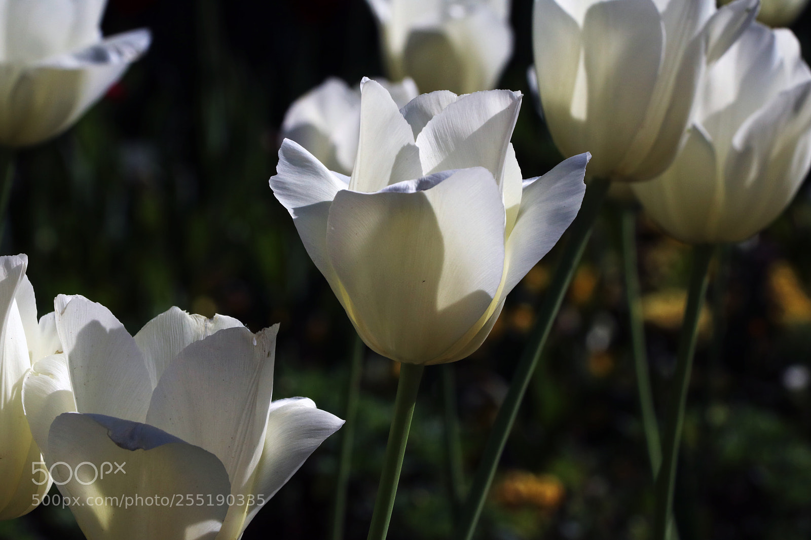 Canon EOS 760D (EOS Rebel T6s / EOS 8000D) sample photo. Img photography