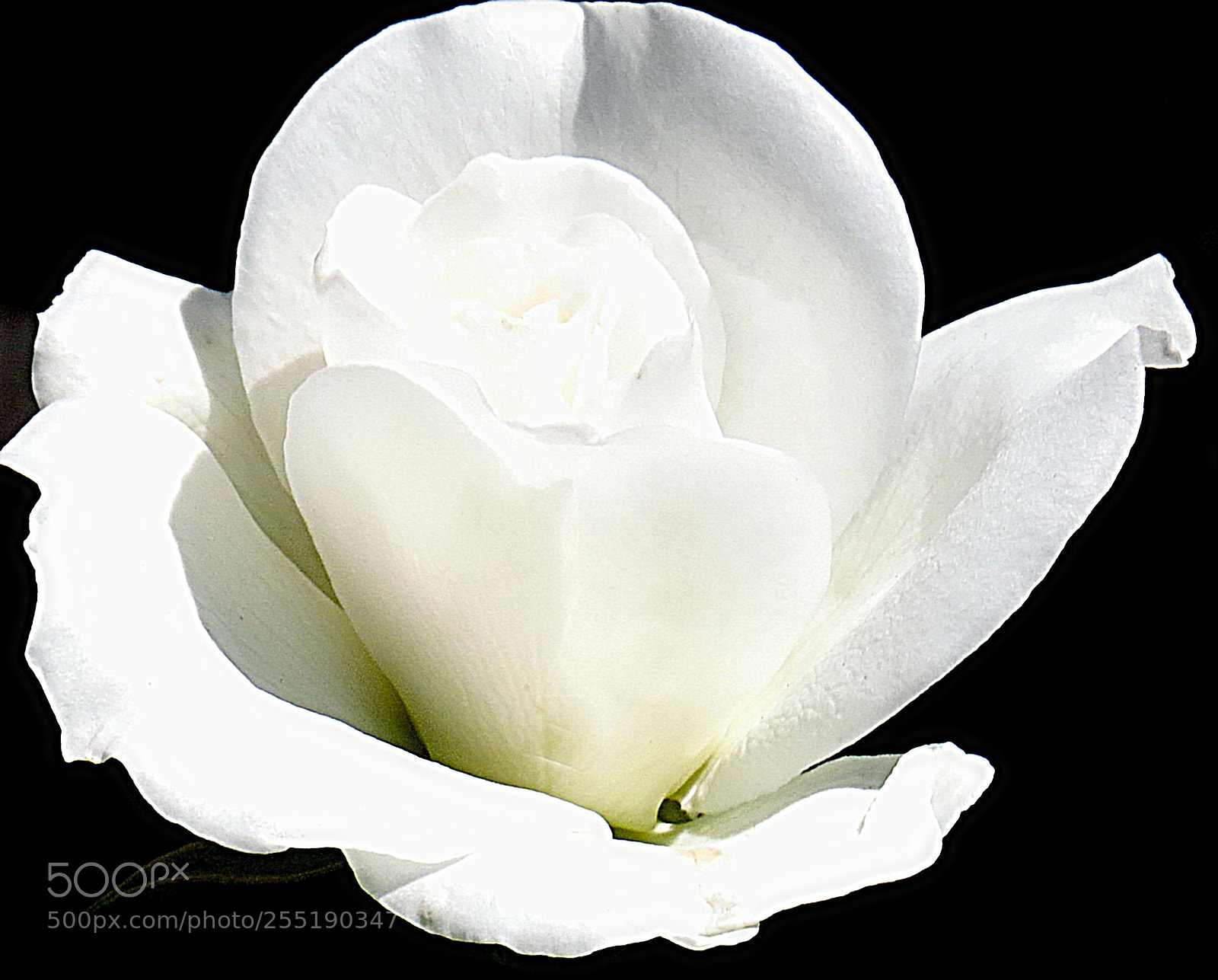 Canon PowerShot SX50 HS sample photo. A white rose photography