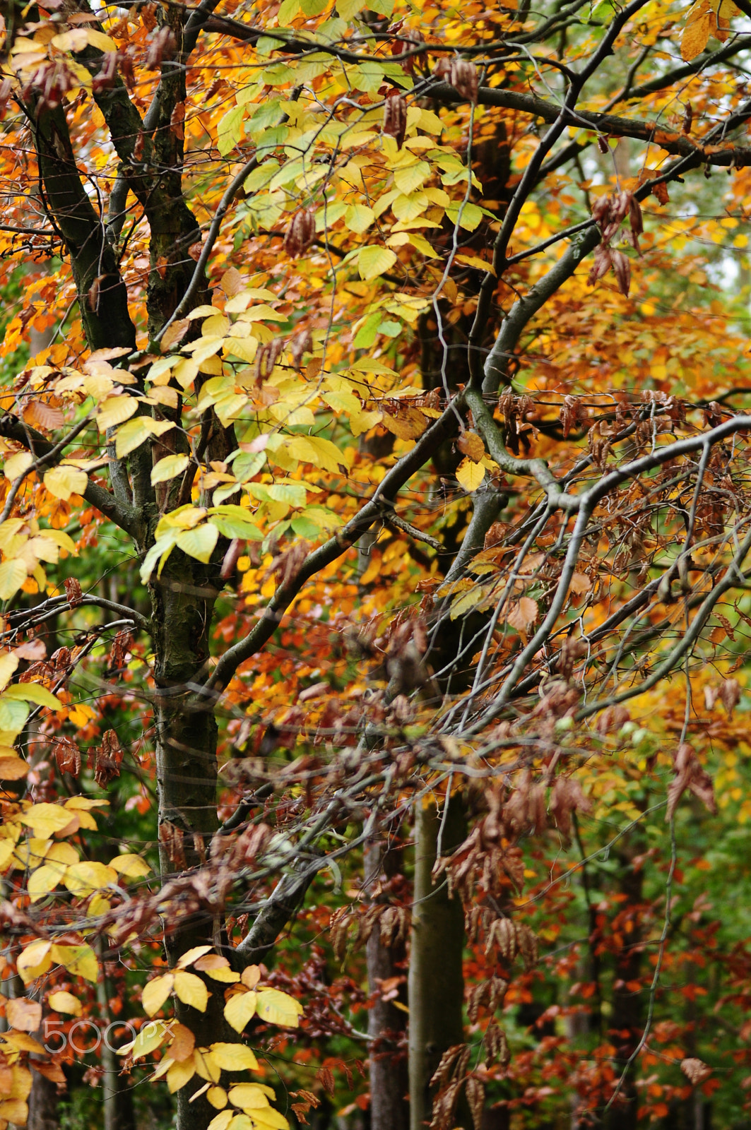 Nikon D90 sample photo. Ashridge estate, national trust, berkhampstead photography