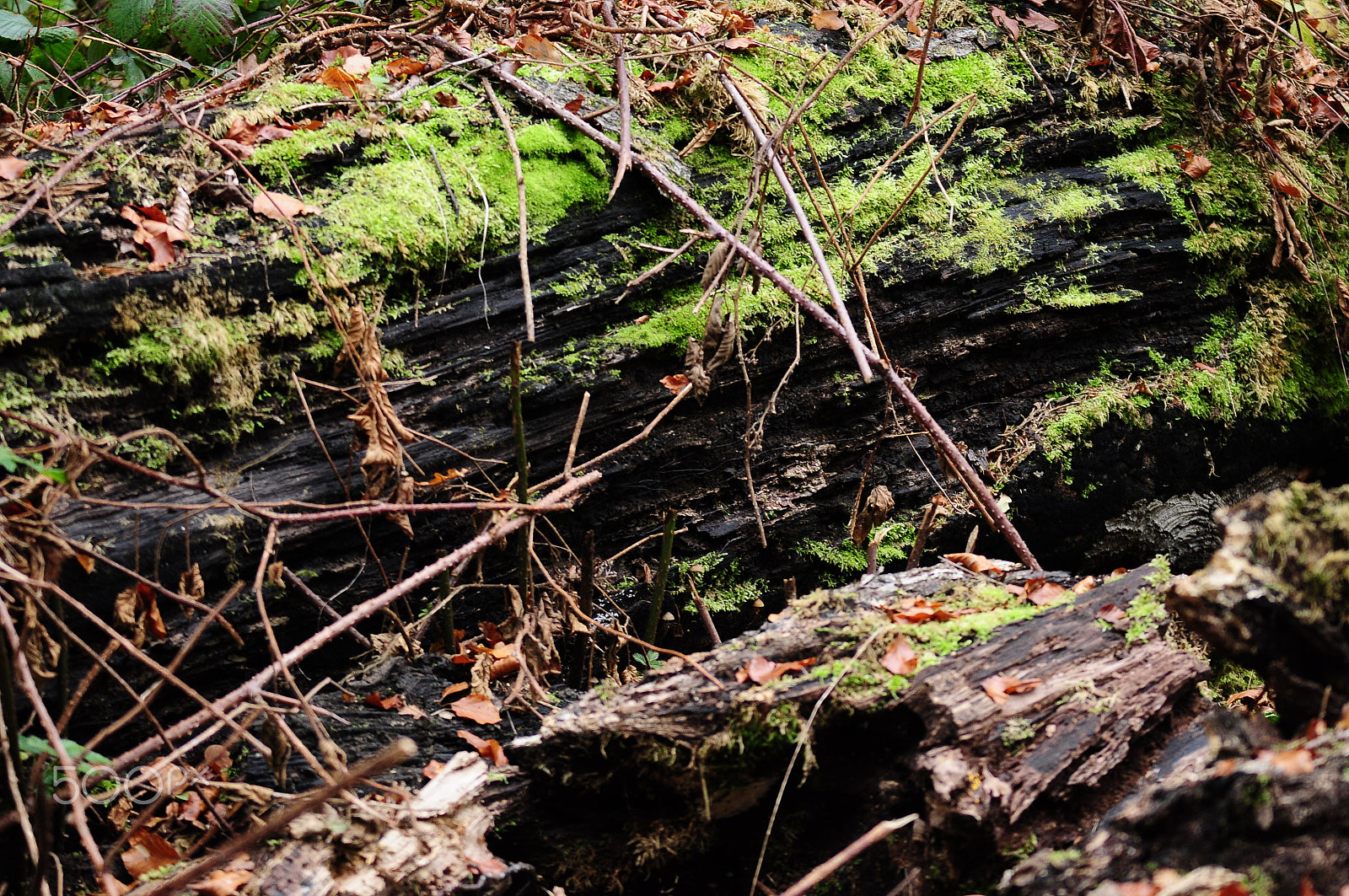 Nikon D90 sample photo. Ashridge estate, national trust, berkhampstead photography