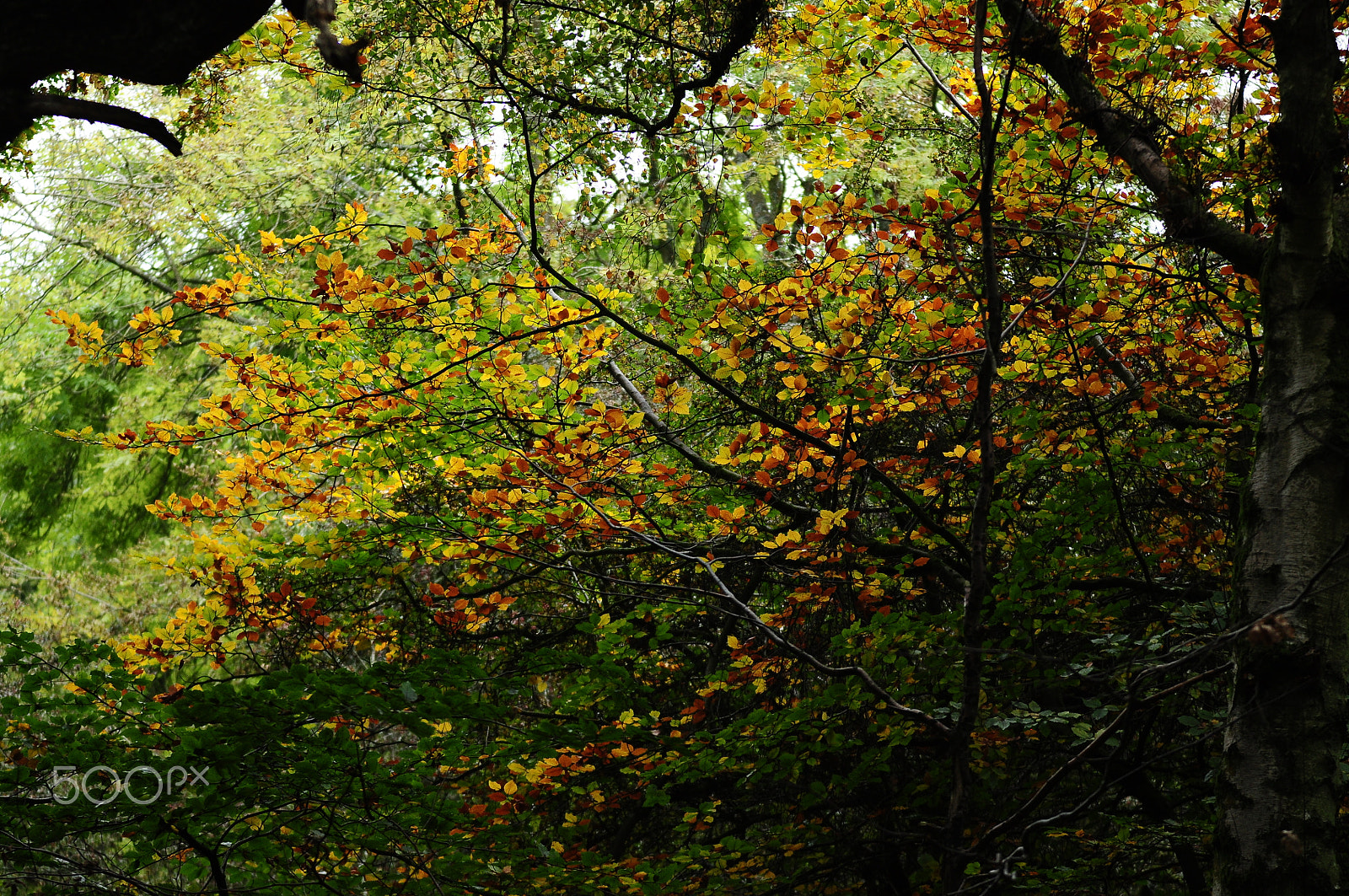 Nikon D90 sample photo. Ashridge estate, national trust, berkhampstead photography