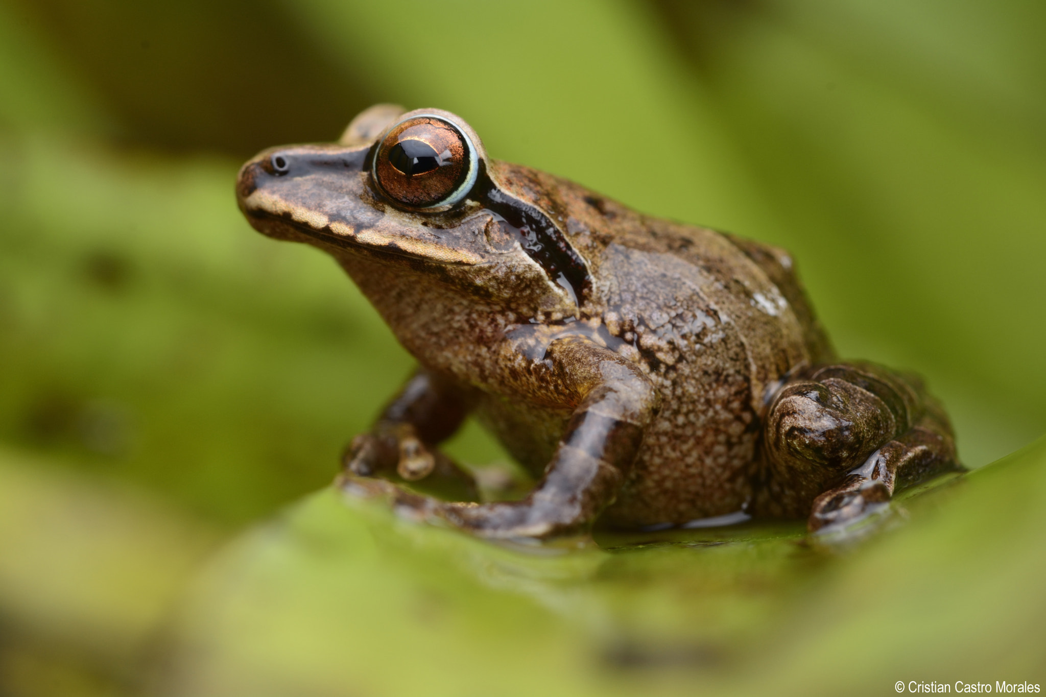 Nikon D7100 sample photo. Pristimantis permixtus (rana de muslos naranja photography