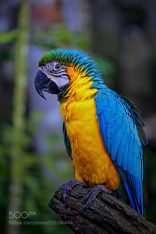 Canon EOS 5D Mark II sample photo. Bird photography
