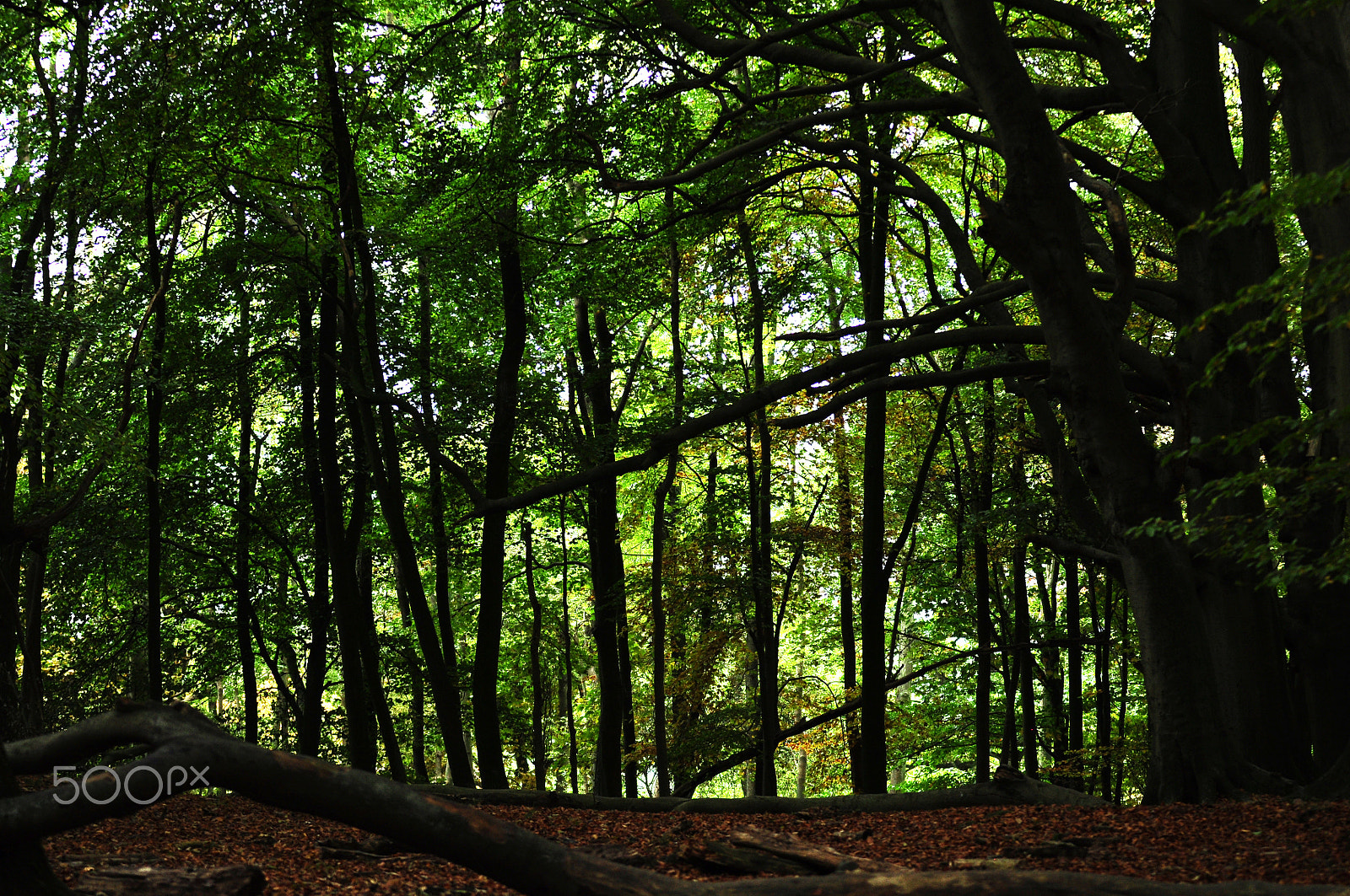 Sigma 70-200mm F2.8 EX DG OS HSM sample photo. Ashridge estate, national trust, berkhampstead photography