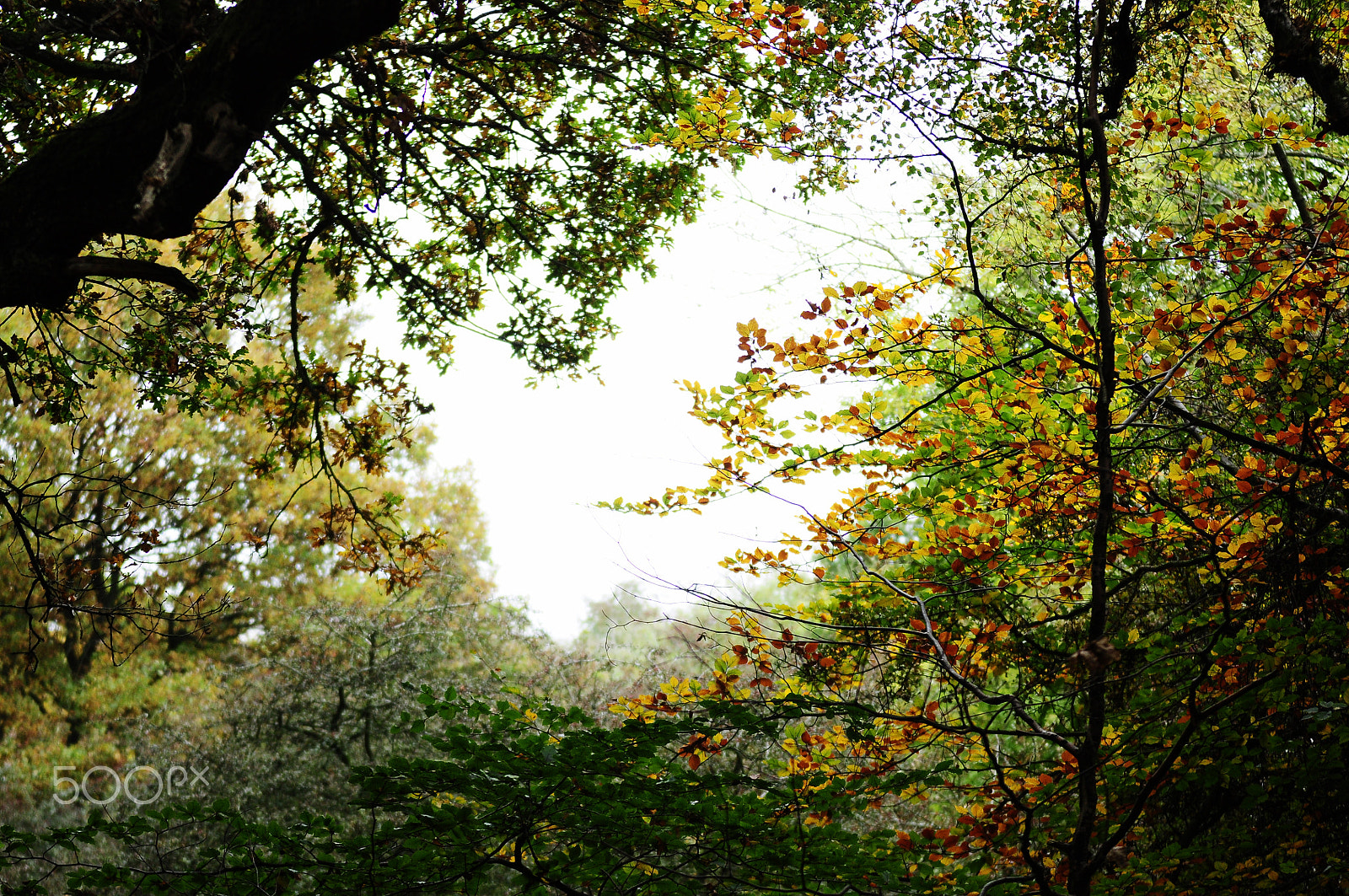 Nikon D90 sample photo. Ashridge estate, national trust, berkhampstead photography