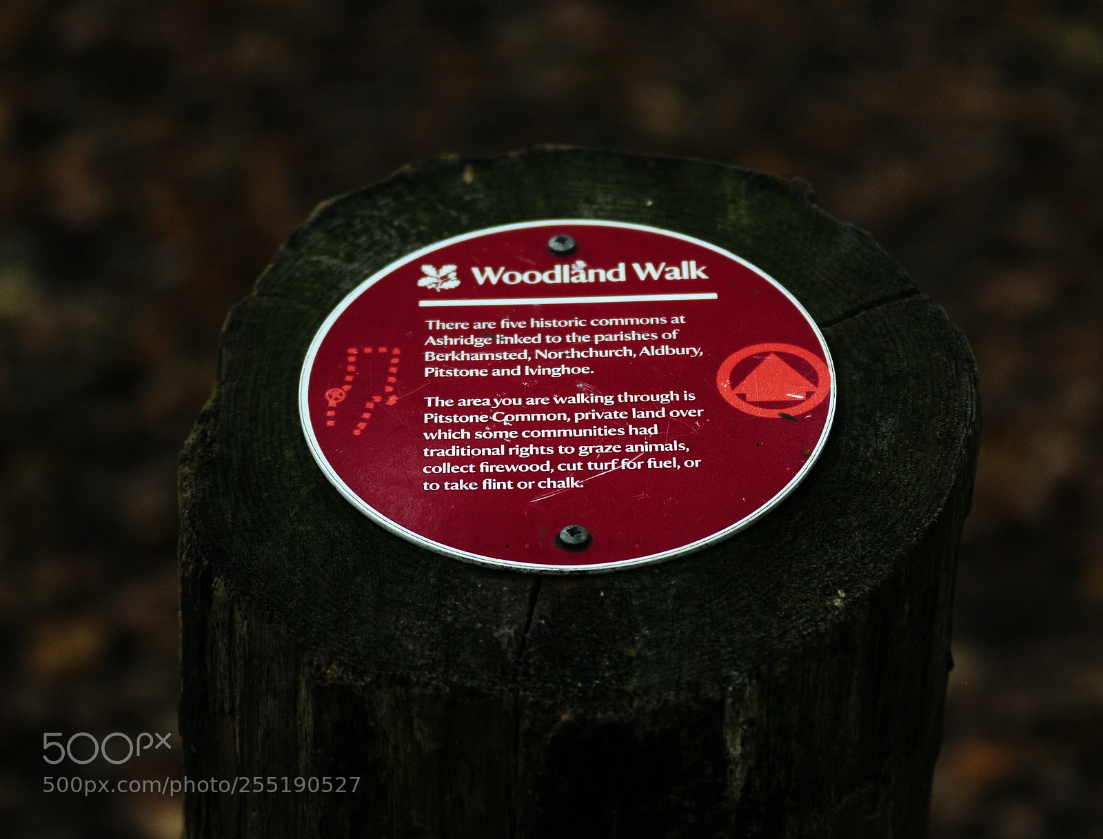 Nikon D90 sample photo. Ashridge estate, national trust photography