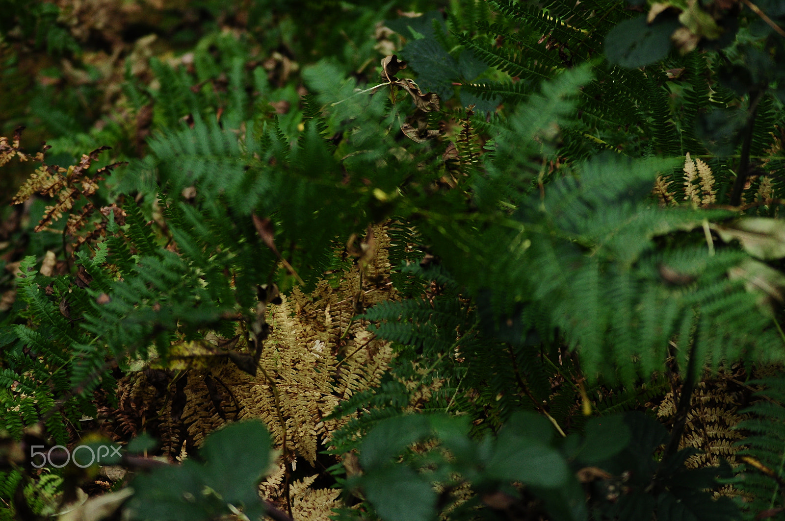 Nikon D90 sample photo. Ashridge estate, national trust, berkhampstead photography