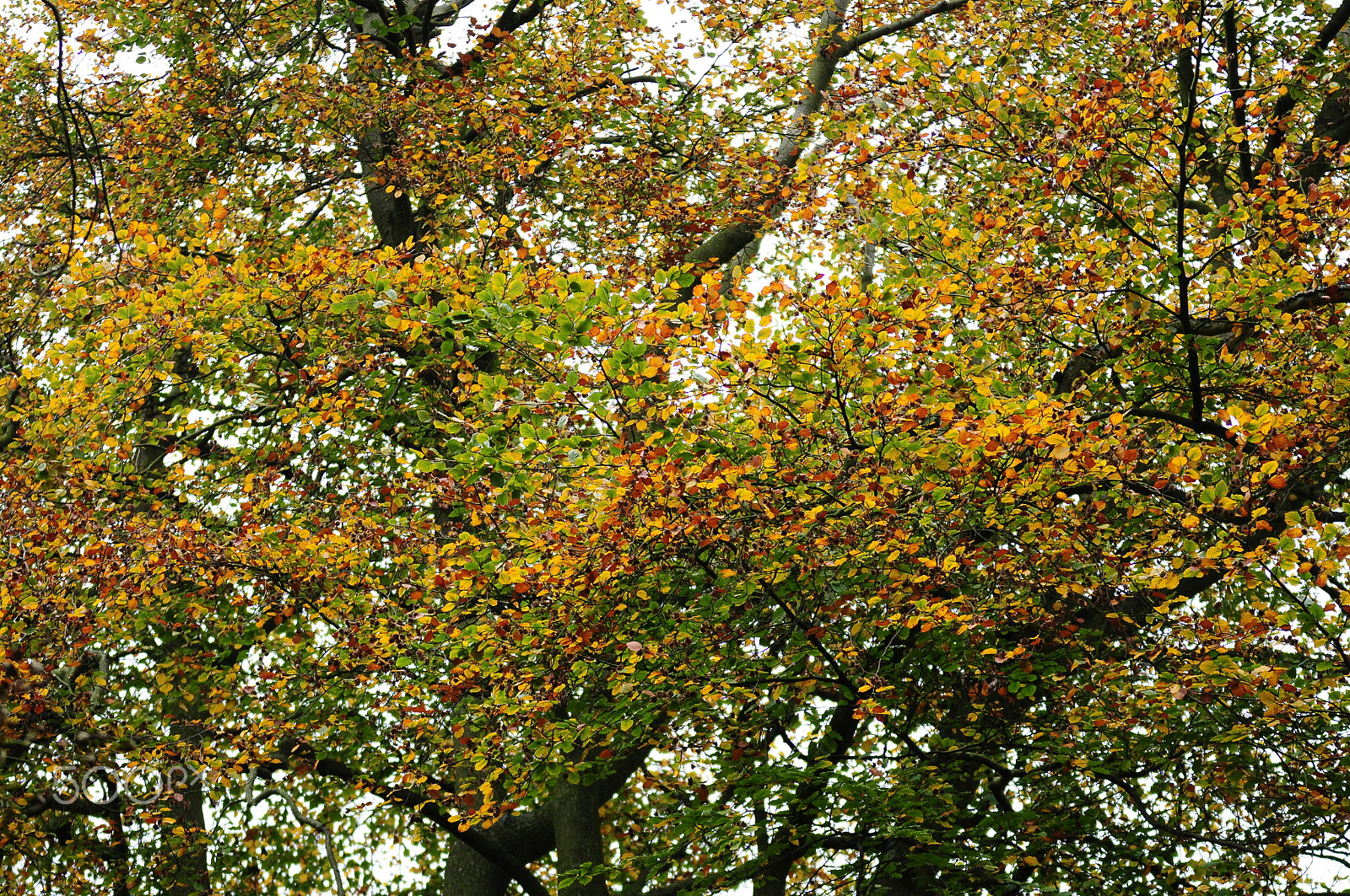 Sigma 70-200mm F2.8 EX DG OS HSM sample photo. Ashridge estate, national trust, berkhampstead photography