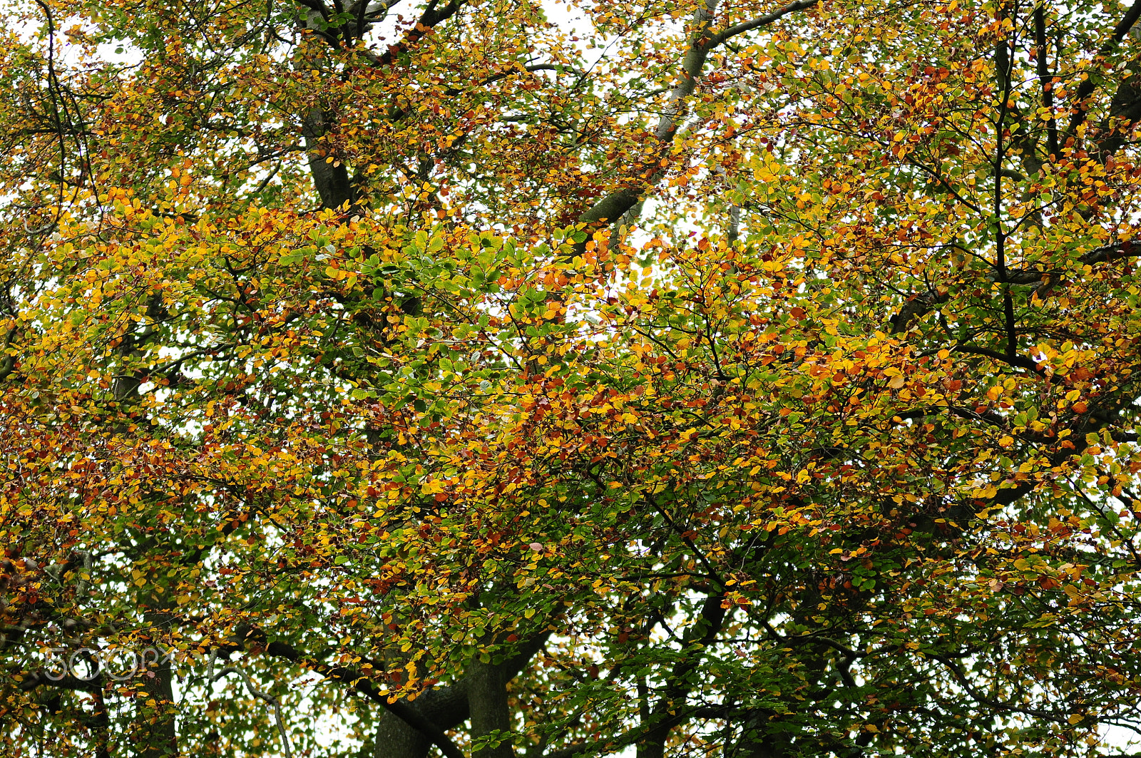 Nikon D90 sample photo. Ashridge estate, national trust, berkhampstead photography