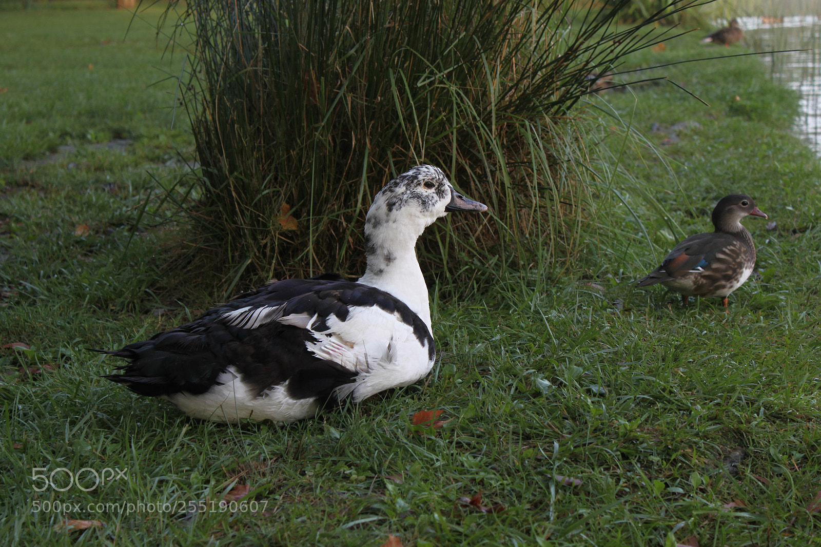 Canon EOS 500D (EOS Rebel T1i / EOS Kiss X3) sample photo. Duck photography