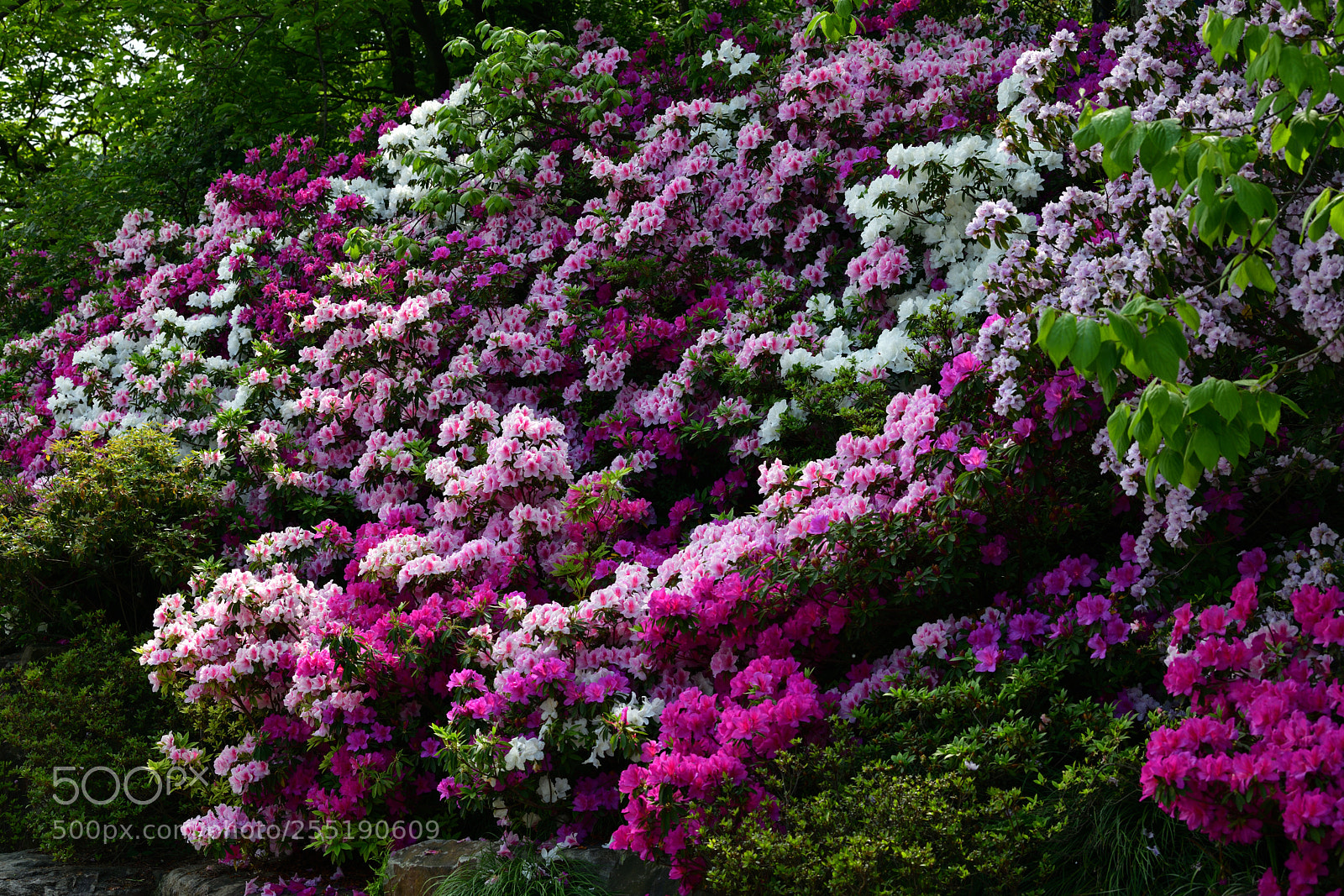 Nikon D850 sample photo. Azalea shanghai botanical garden.jpg photography