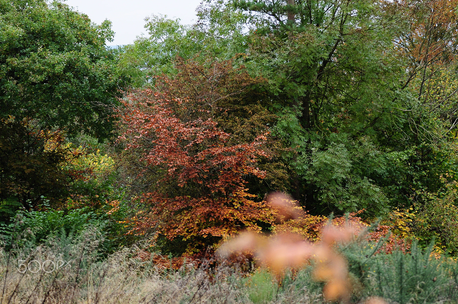 Sigma 70-200mm F2.8 EX DG OS HSM sample photo. Ashridge estate, national trust, berkhampstead photography