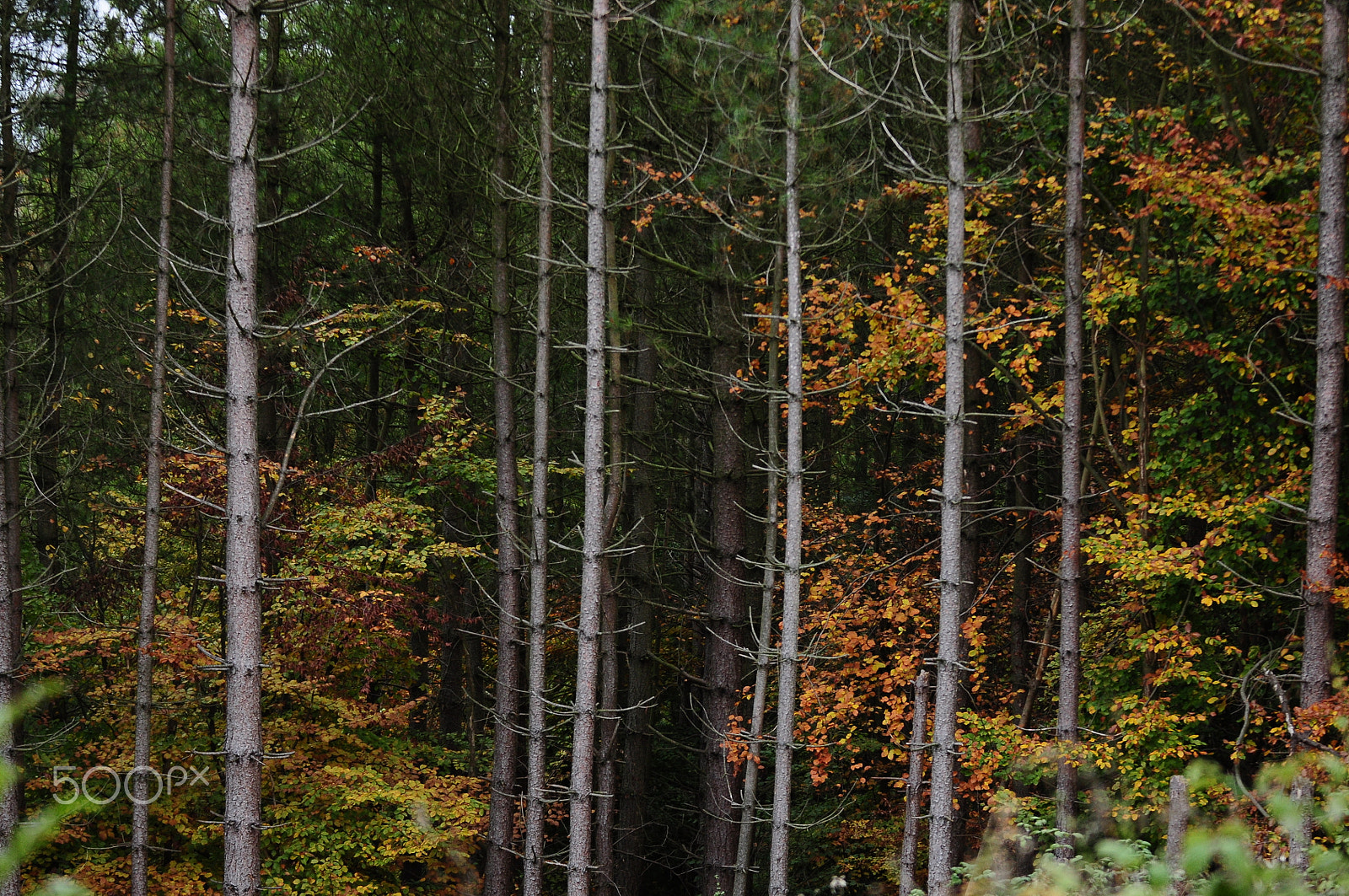 Sigma 70-200mm F2.8 EX DG OS HSM sample photo. Ashridge estate, national trust, berkhampstead photography