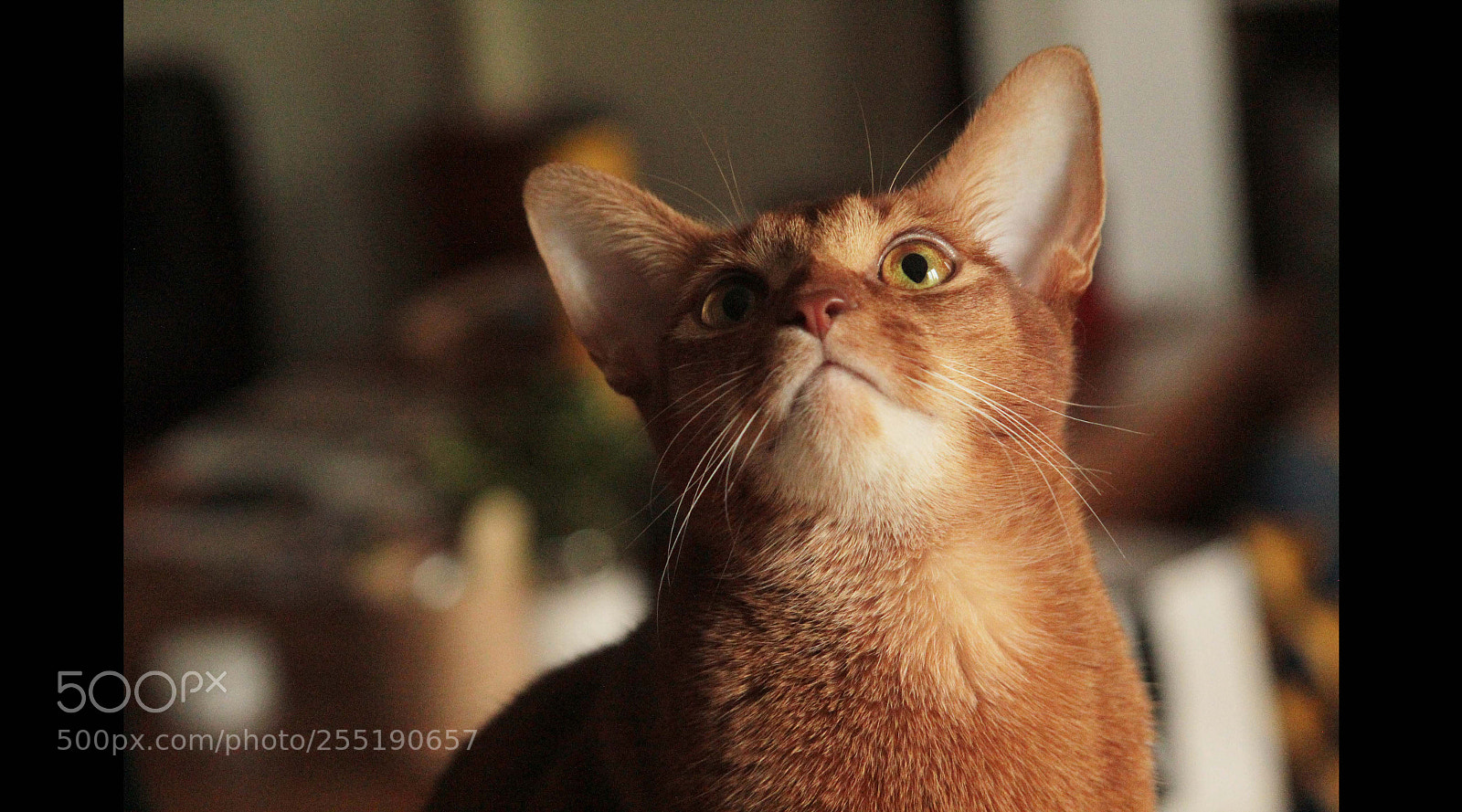 Canon EOS 600D (Rebel EOS T3i / EOS Kiss X5) sample photo. Une mouche vole photography