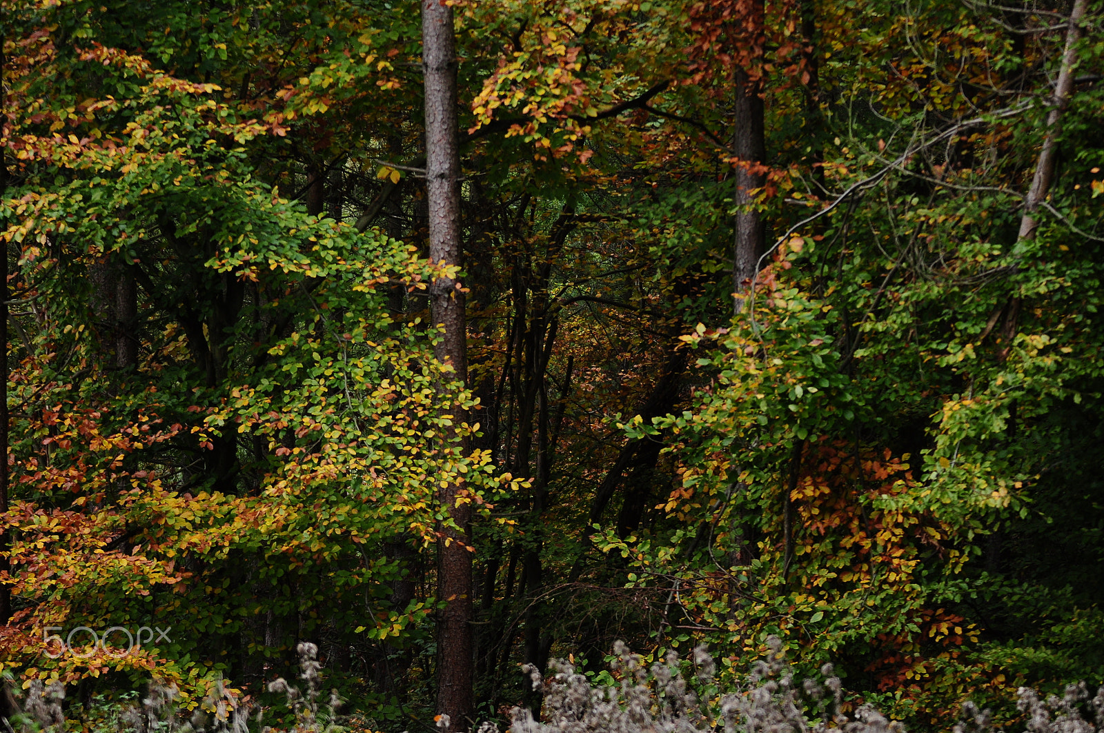 Nikon D90 + Sigma 70-200mm F2.8 EX DG OS HSM sample photo. Ashridge estate, national trust, berkhampstead photography