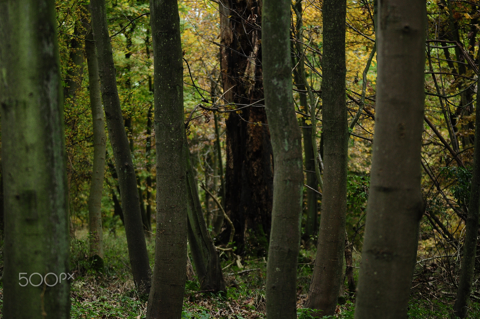 Sigma 70-200mm F2.8 EX DG OS HSM sample photo. Ashridge estate, national trust, berkhampstead photography