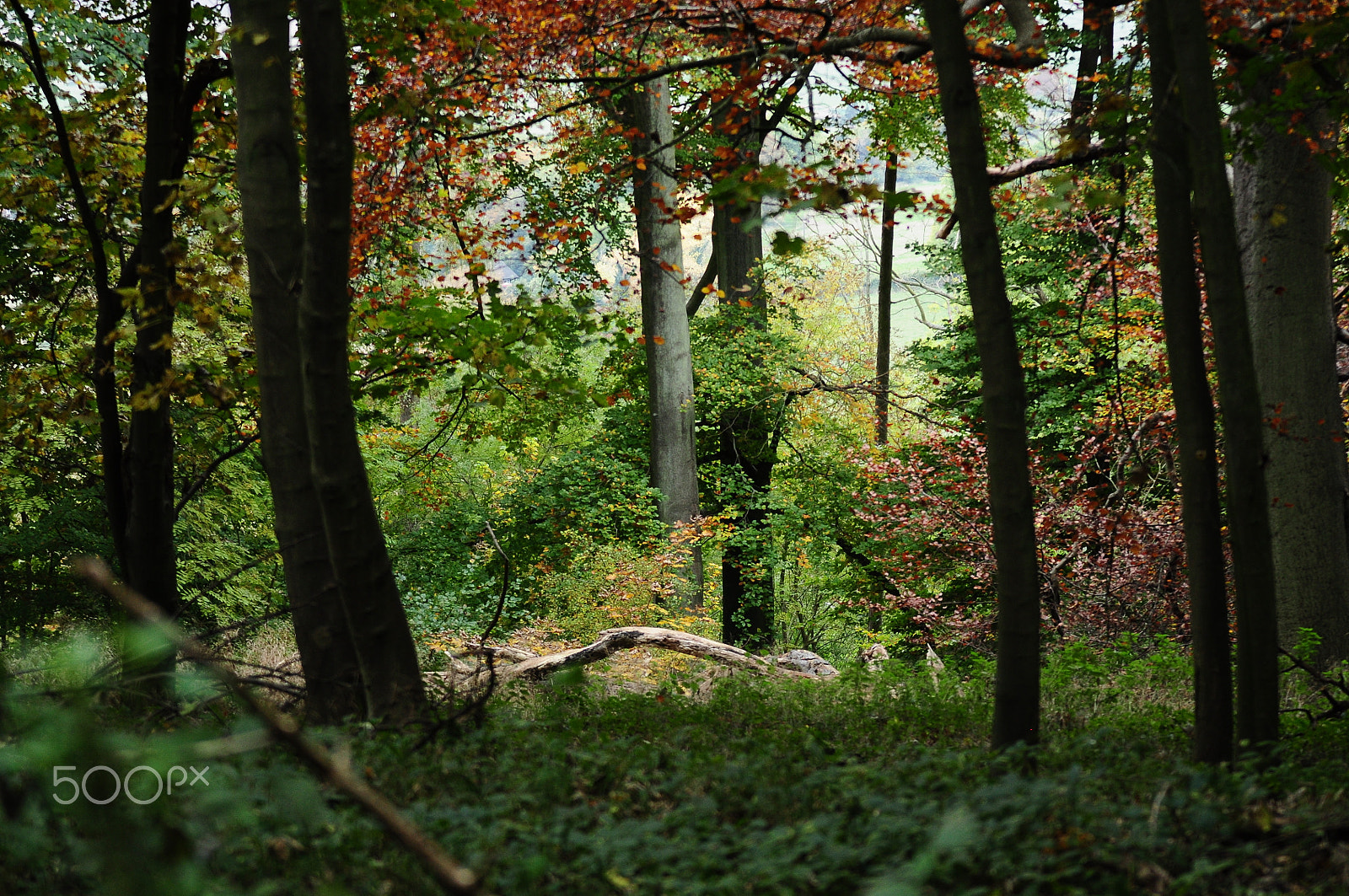 Sigma 70-200mm F2.8 EX DG OS HSM sample photo. Ashridge estate, national trust, berkhampstead photography