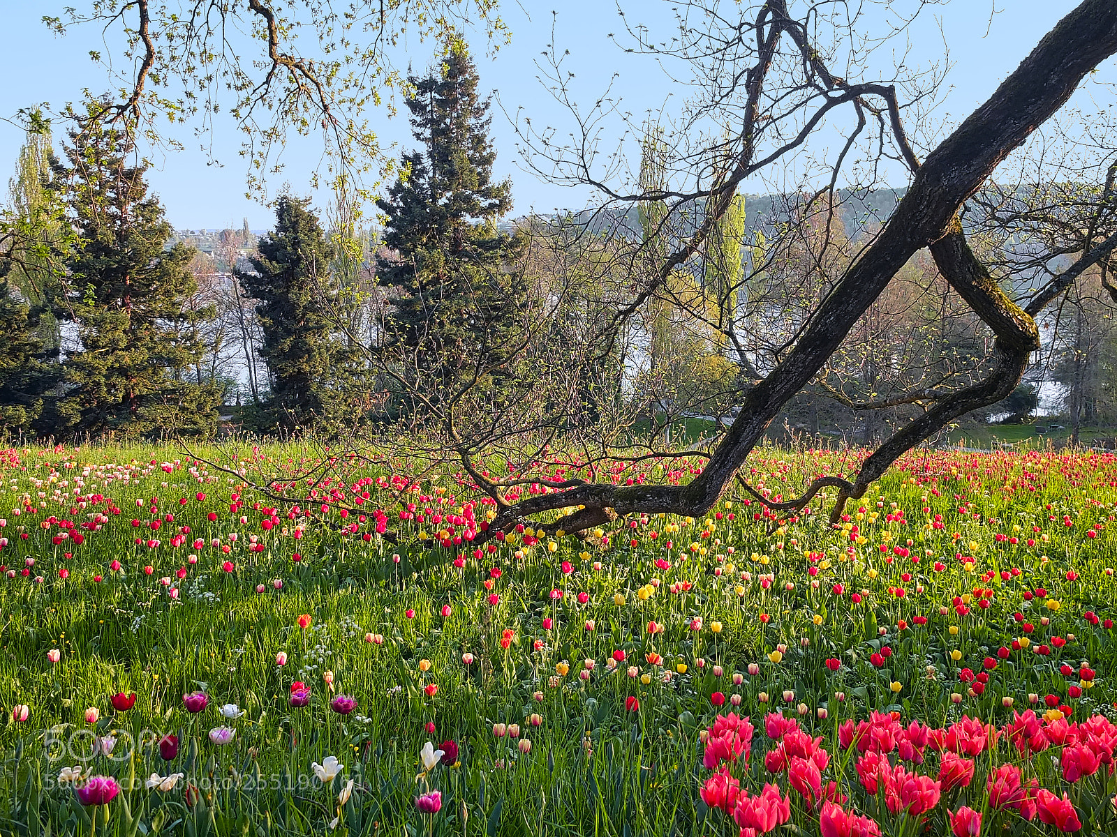Fujifilm X-T2 sample photo. Mainau - la isla photography