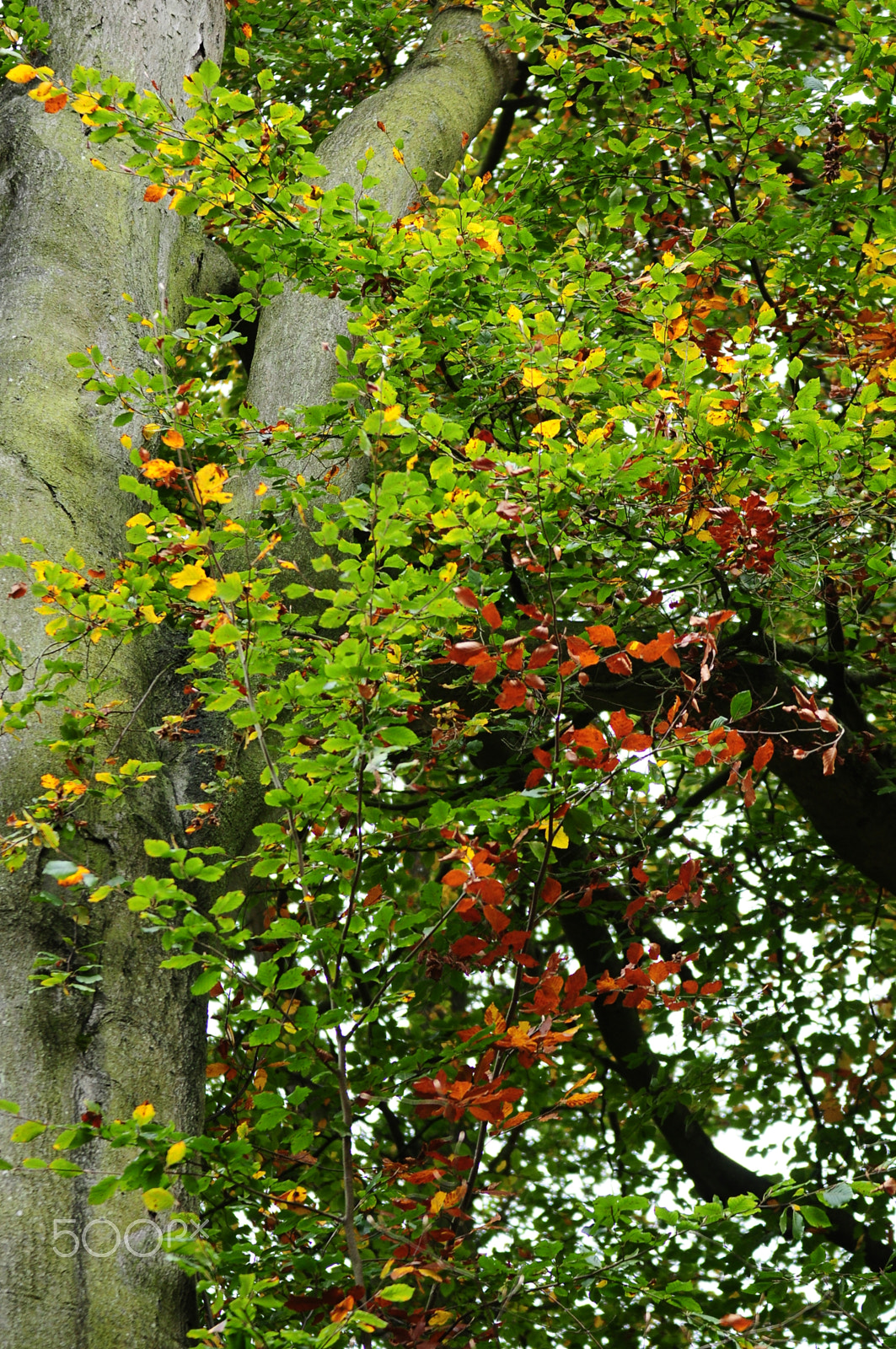 Sigma 70-200mm F2.8 EX DG OS HSM sample photo. Ashridge estate, national trust, berkhampstead photography
