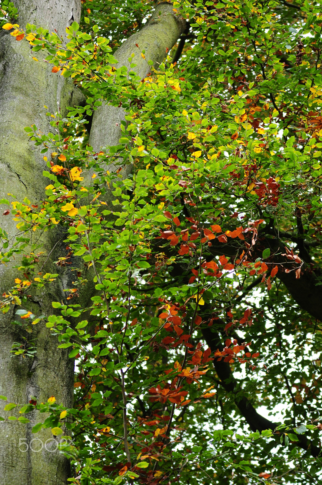 Nikon D90 + Sigma 70-200mm F2.8 EX DG OS HSM sample photo. Ashridge estate, national trust, berkhampstead photography