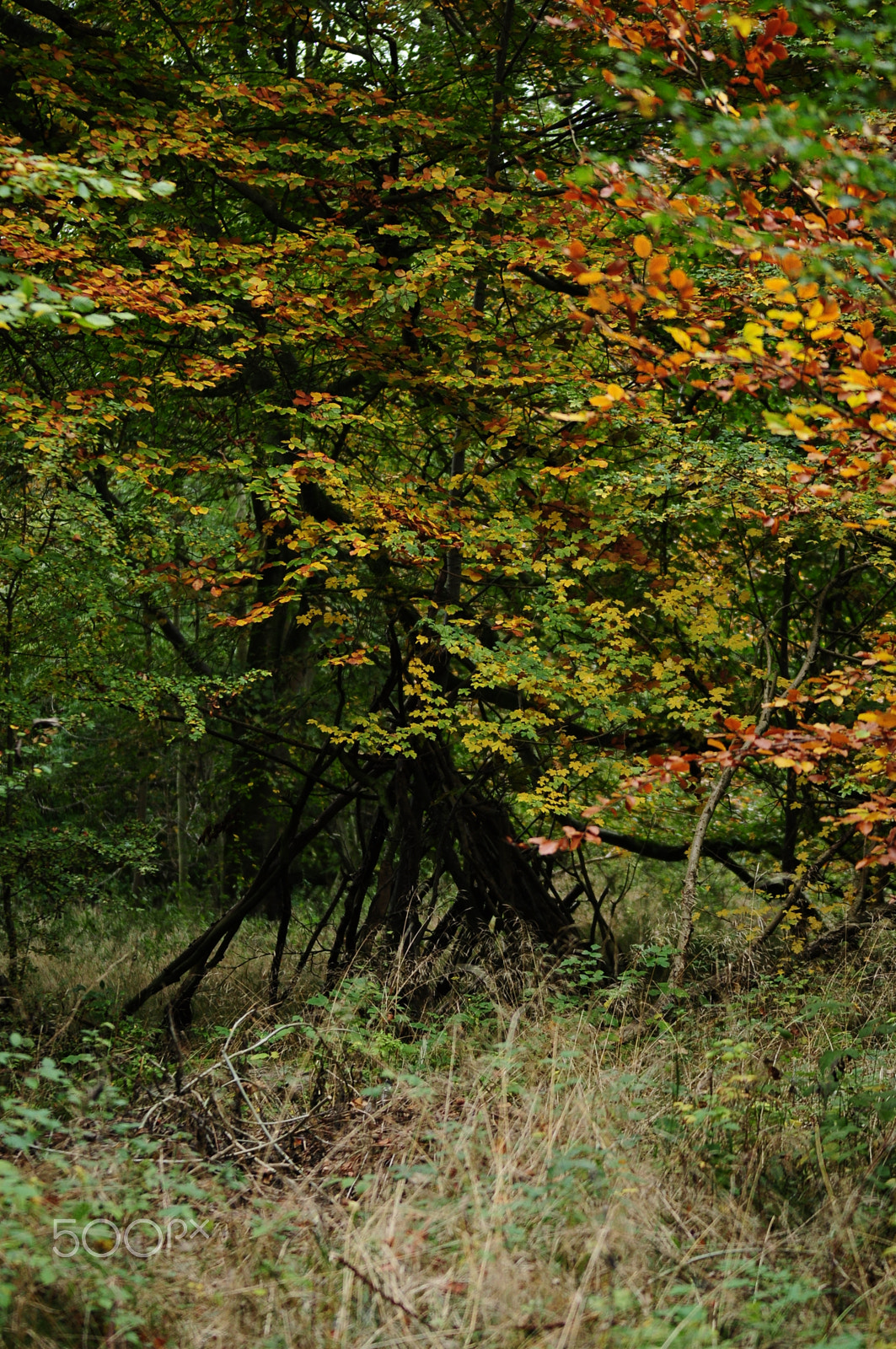 Sigma 70-200mm F2.8 EX DG OS HSM sample photo. Ashridge estate, national trust, berkhampstead photography