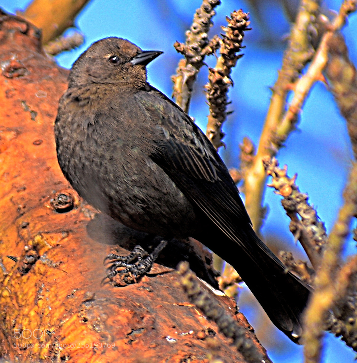 Nikon D7200 sample photo. A bird looking at photography