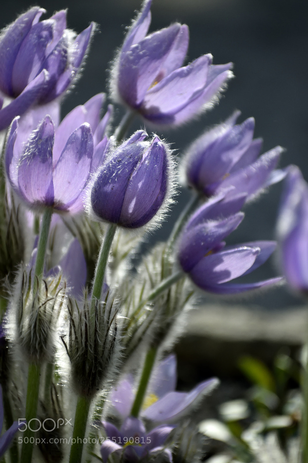 Nikon D3300 sample photo. Pasque-flower photography