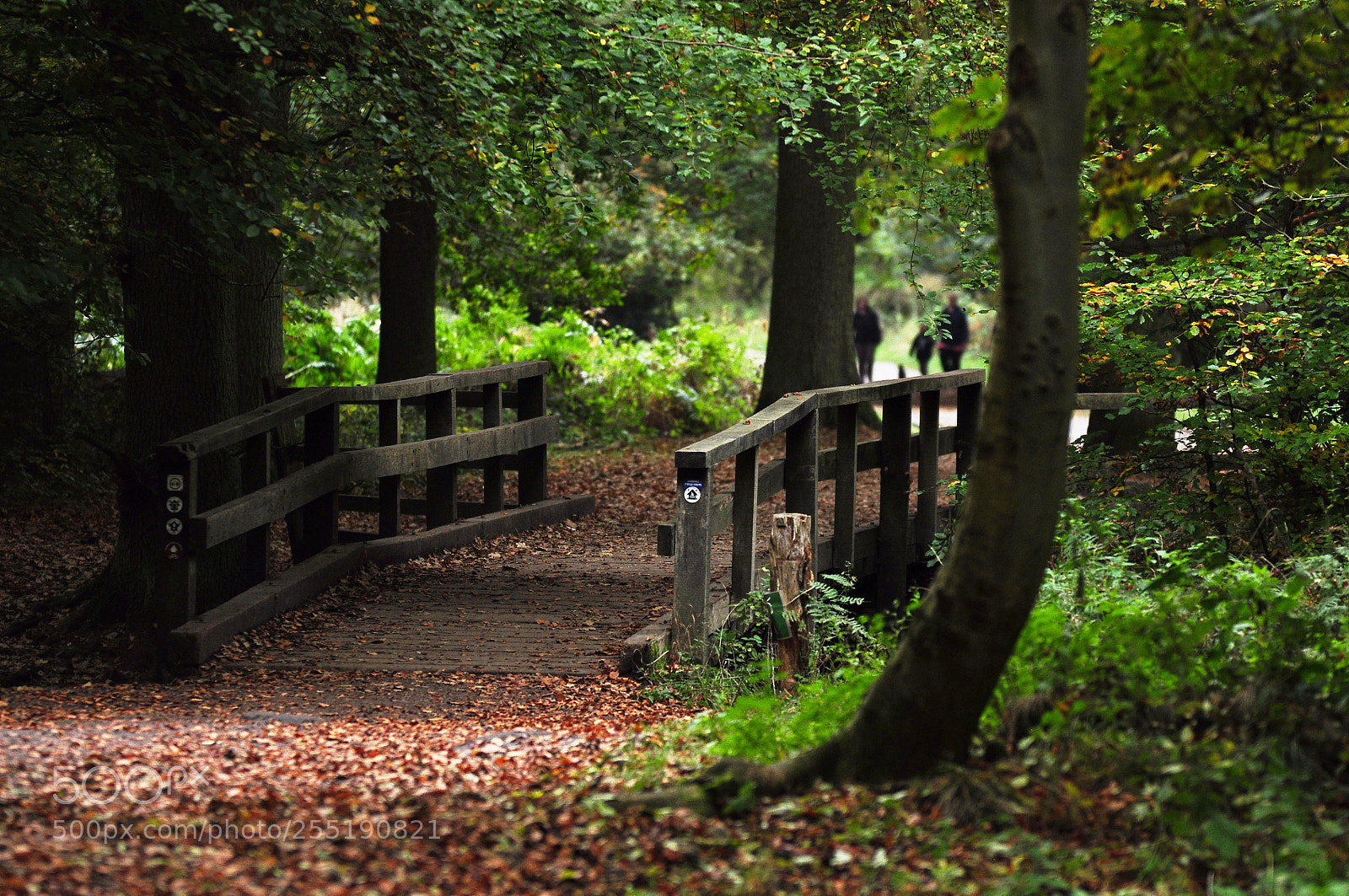Nikon D90 sample photo. Ashridge estate, national trust photography