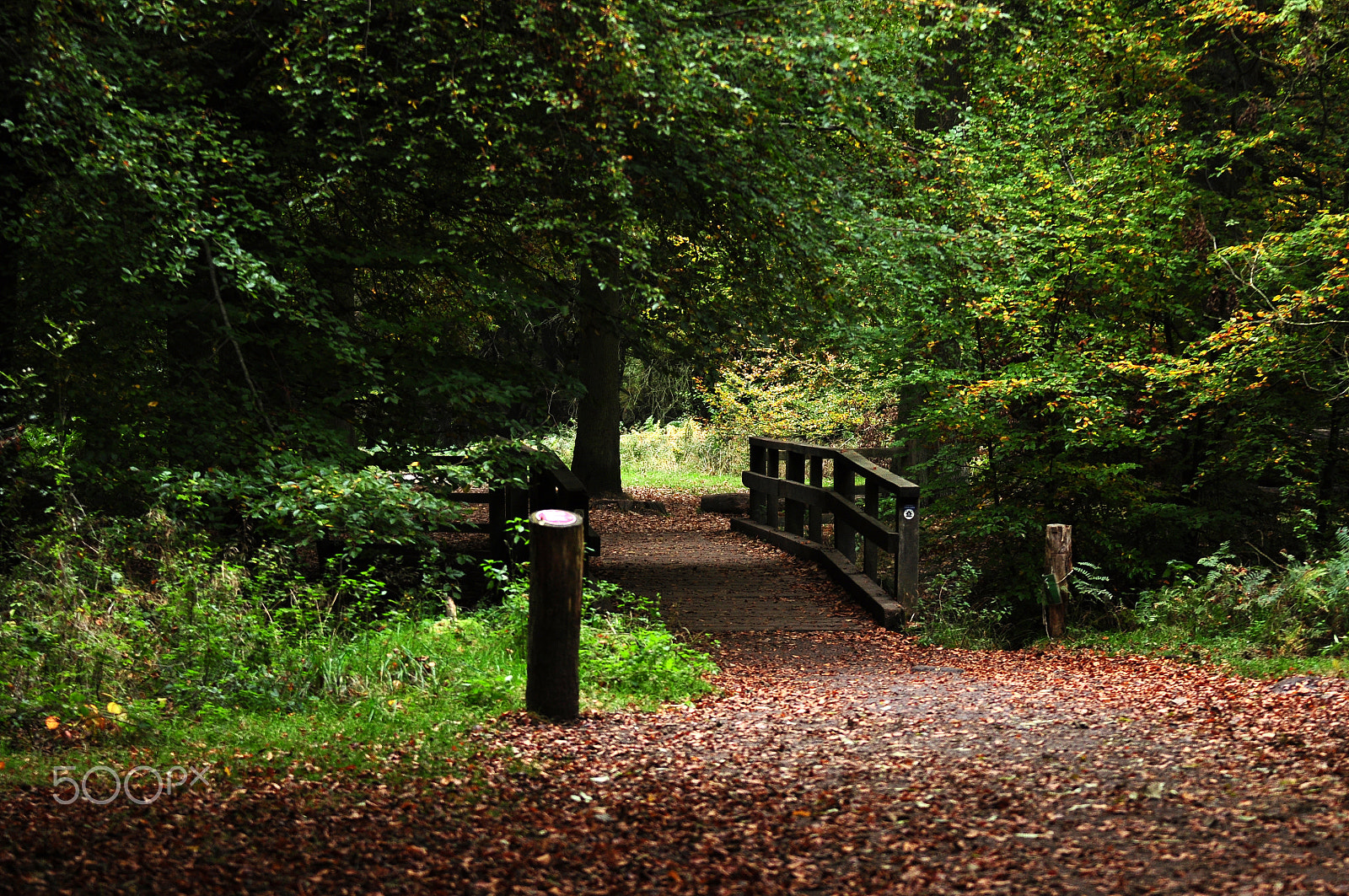 Nikon D90 sample photo. Ashridge estate, national trust, berkhampstead photography