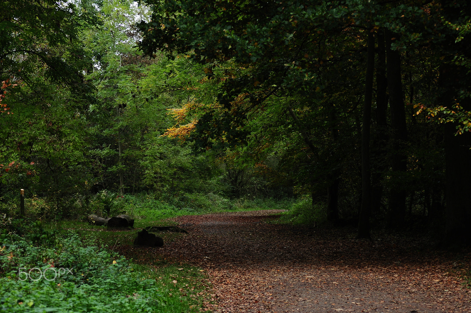 Nikon D90 + Sigma 70-200mm F2.8 EX DG OS HSM sample photo. Ashridge estate, national trust, berkhampstead photography