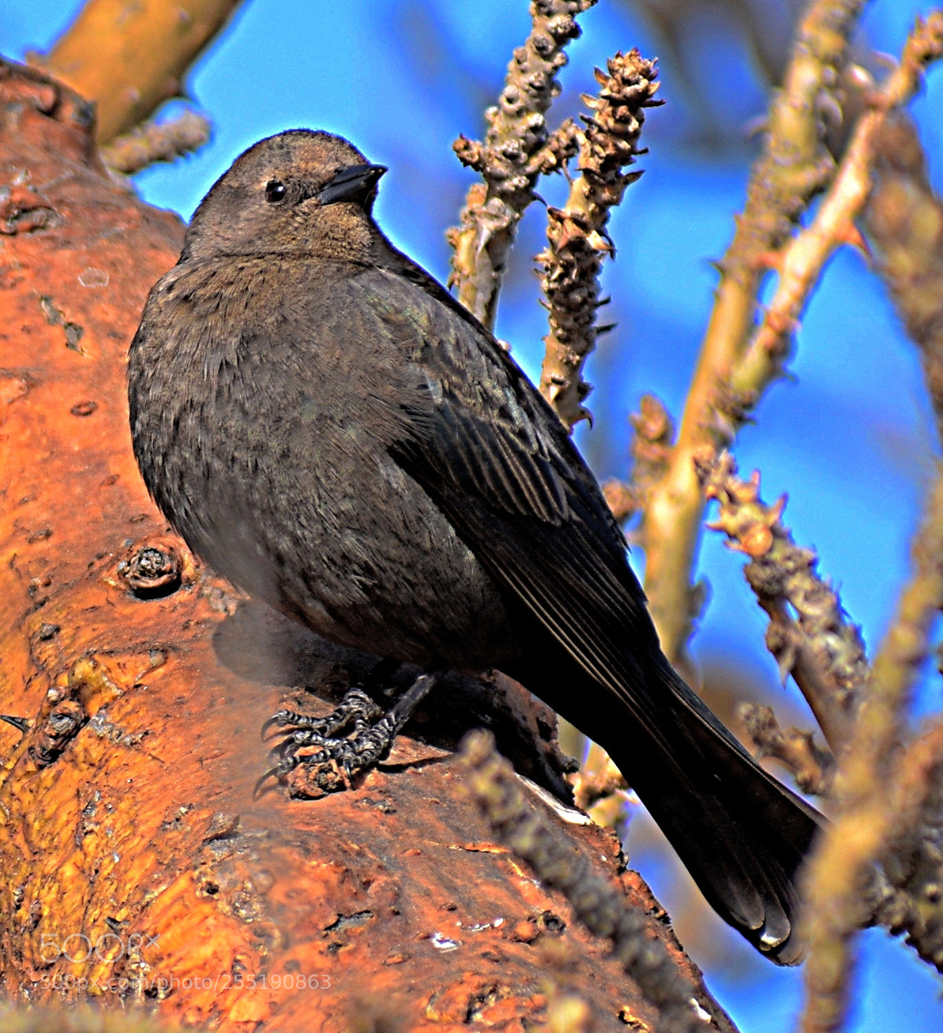 Nikon D7200 sample photo. A bird looking at photography