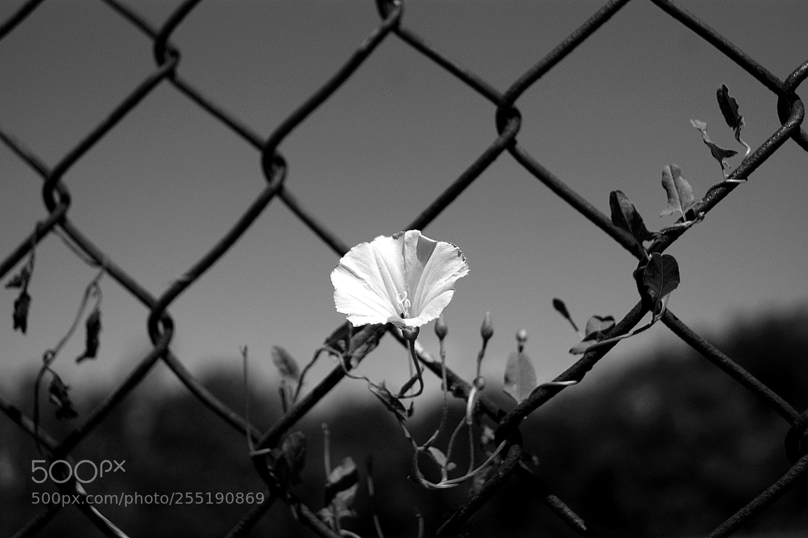 Sony Alpha DSLR-A290 sample photo. Santiago de chile photography
