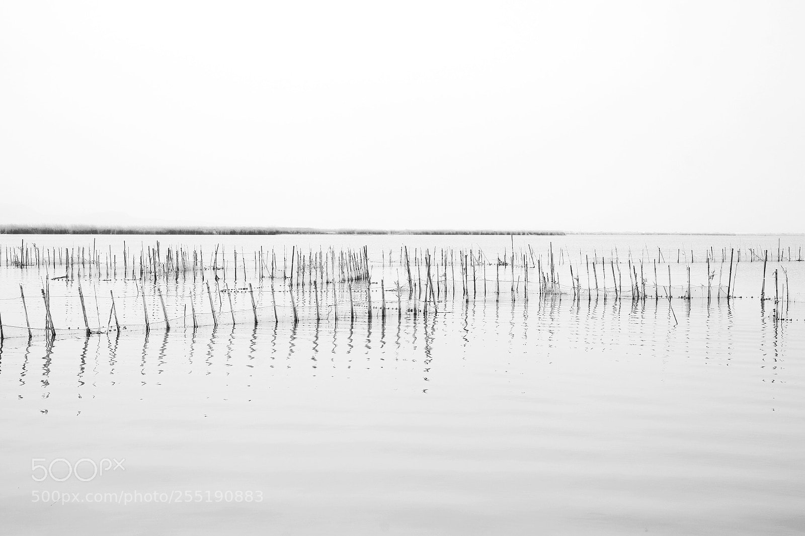 Fujifilm X-Pro1 sample photo. Albufera photography