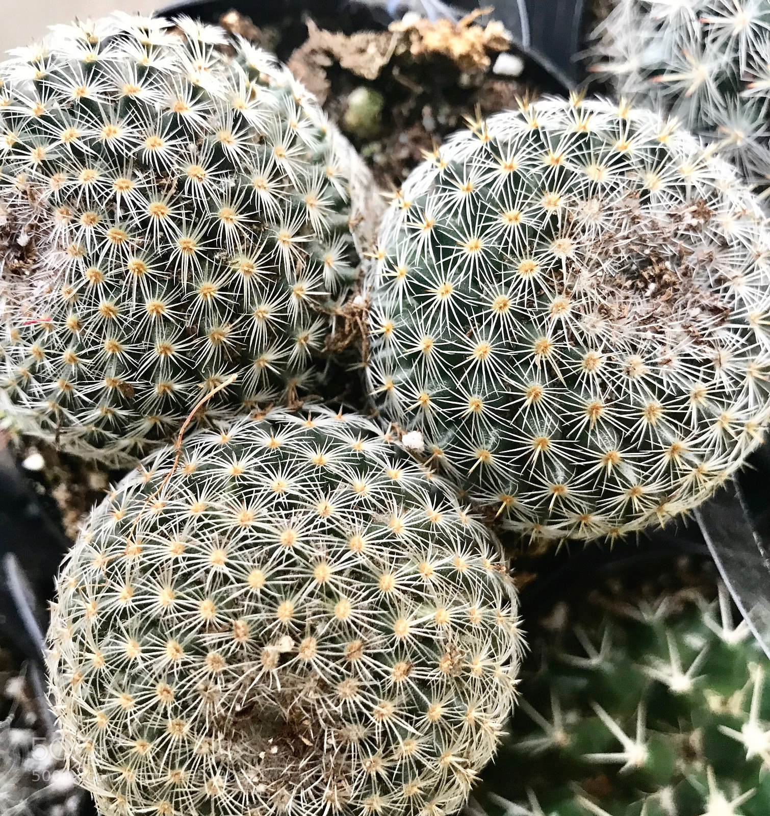 Apple iPhone 7 Plus sample photo. 3 cactus balls photography