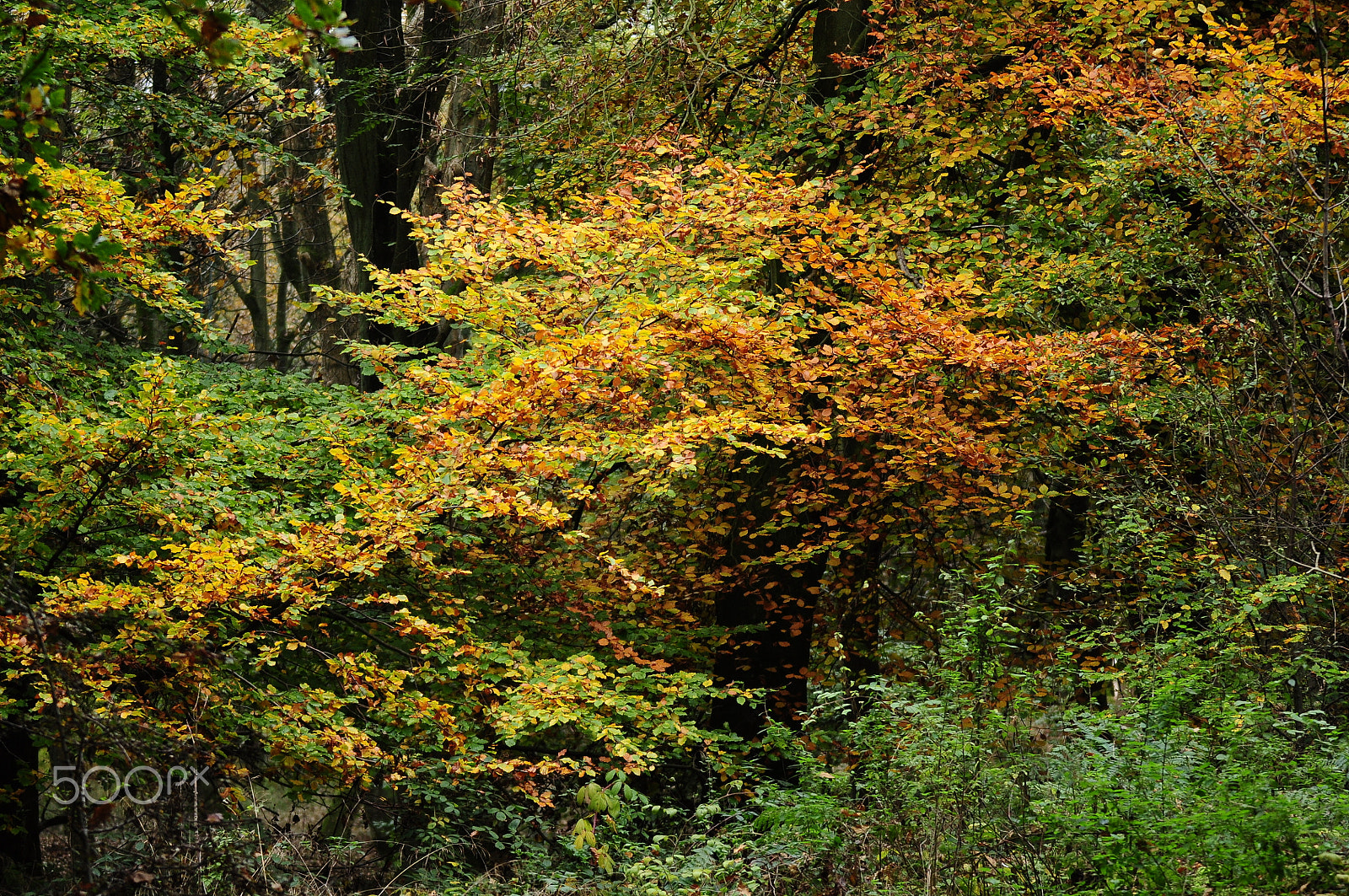 Nikon D90 sample photo. Ashridge estate, national trust, berkhampstead photography