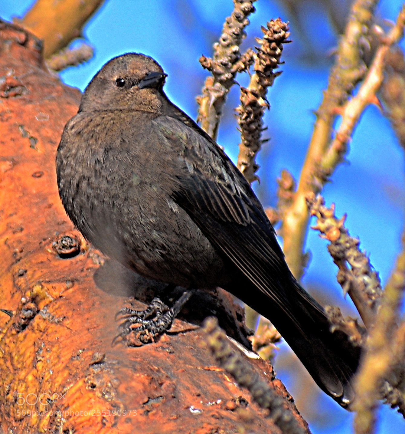Nikon D7200 sample photo. A bird looking at photography