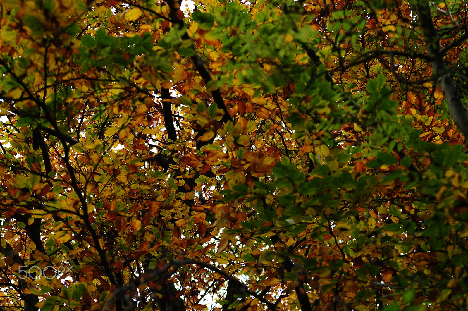 Nikon D90 sample photo. Ashridge estate, national trust, berkhampstead photography