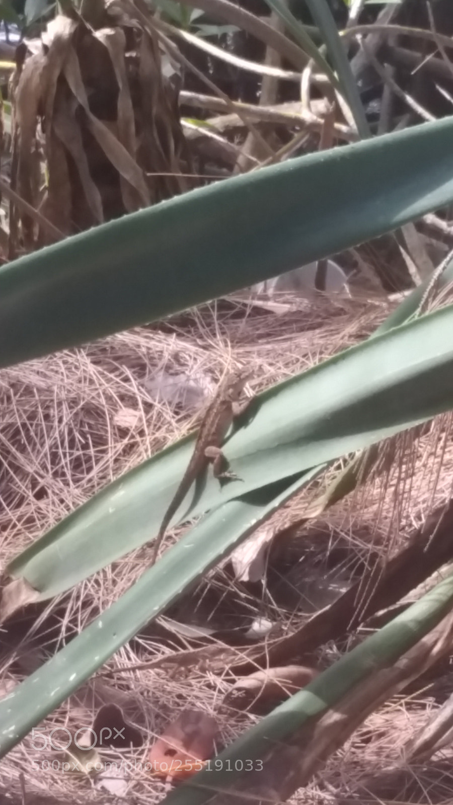Samsung Galaxy Note4 sample photo. Little lizard photography