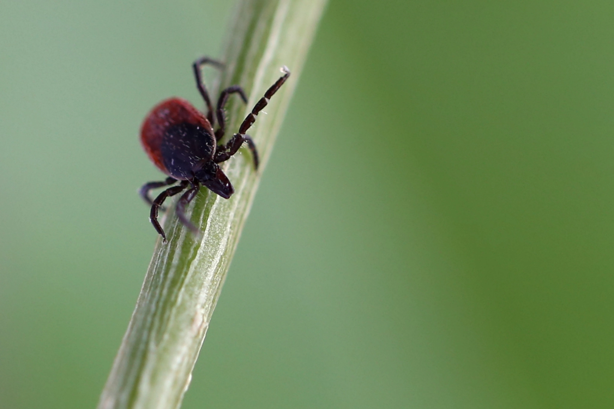 Canon EF 100mm F2.8L Macro IS USM sample photo. Bear tick photography