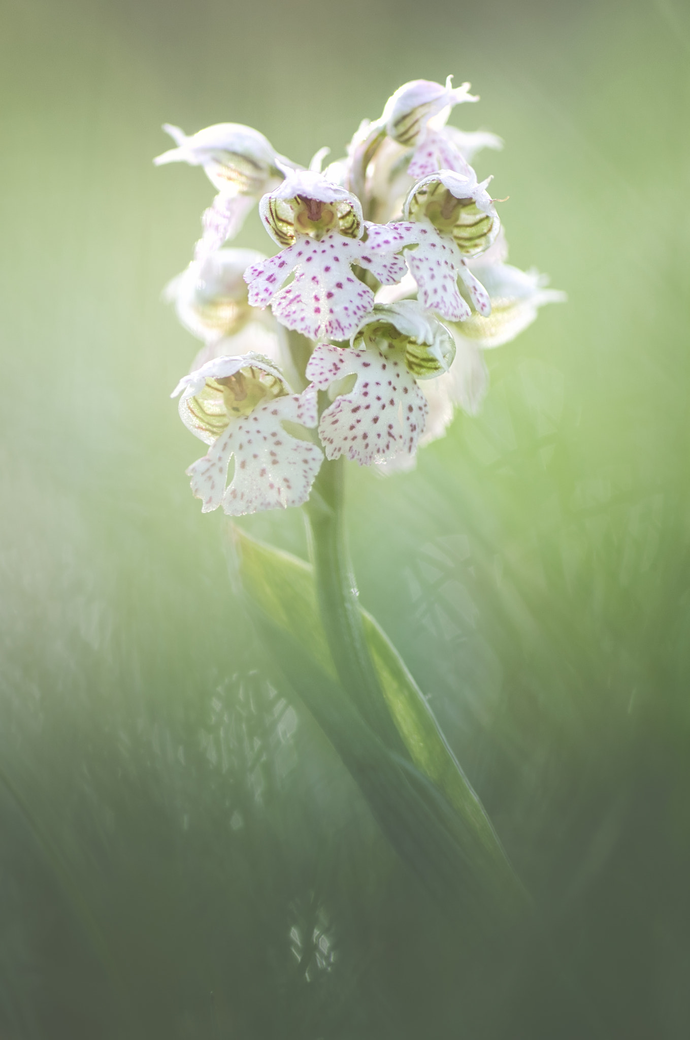 Pentax K-5 + Tamron SP AF 90mm F2.8 Di Macro sample photo. Fresh! photography