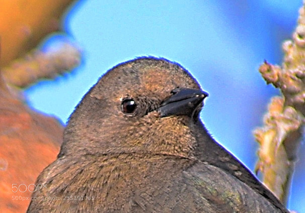 Nikon D7200 sample photo. A bird looking at photography