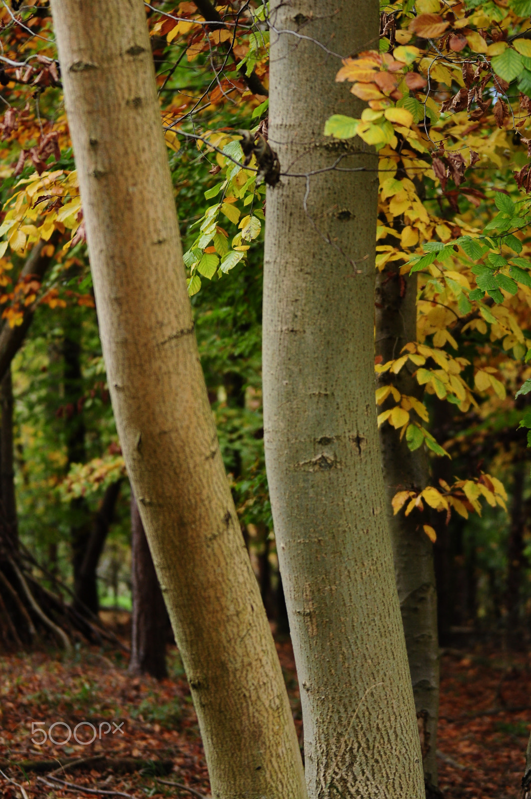 Nikon D90 sample photo. Ashridge estate, national trust, berkhampstead photography