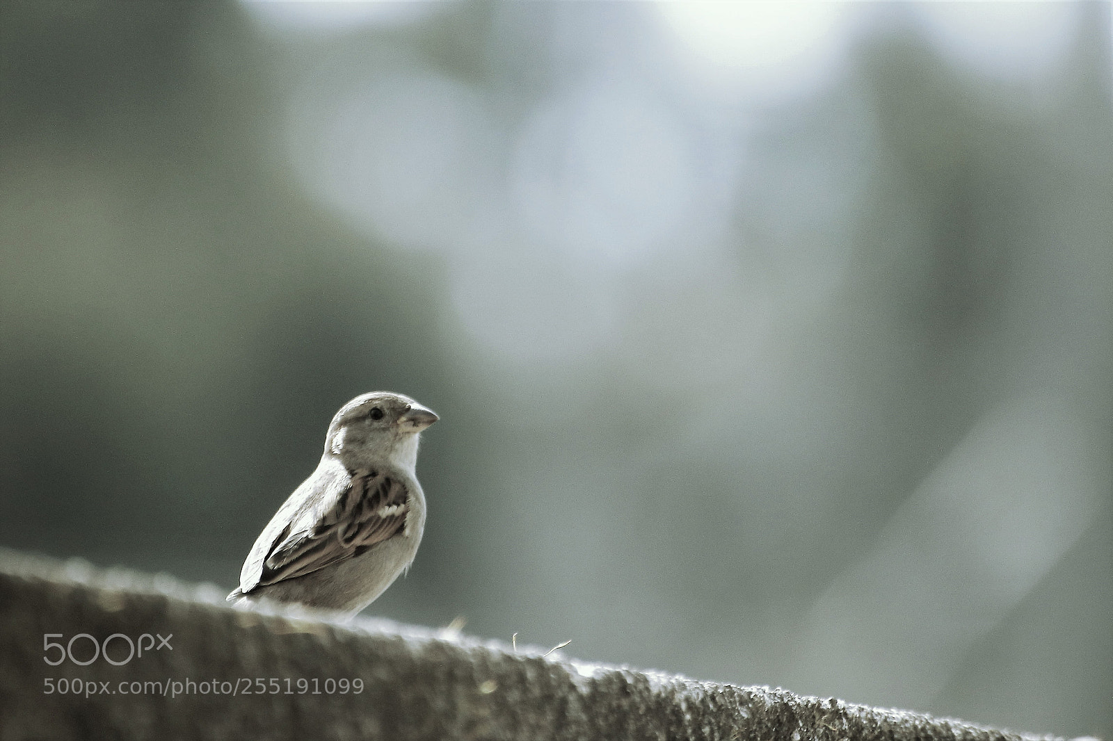 Canon EOS 77D (EOS 9000D / EOS 770D) sample photo. Bird photography
