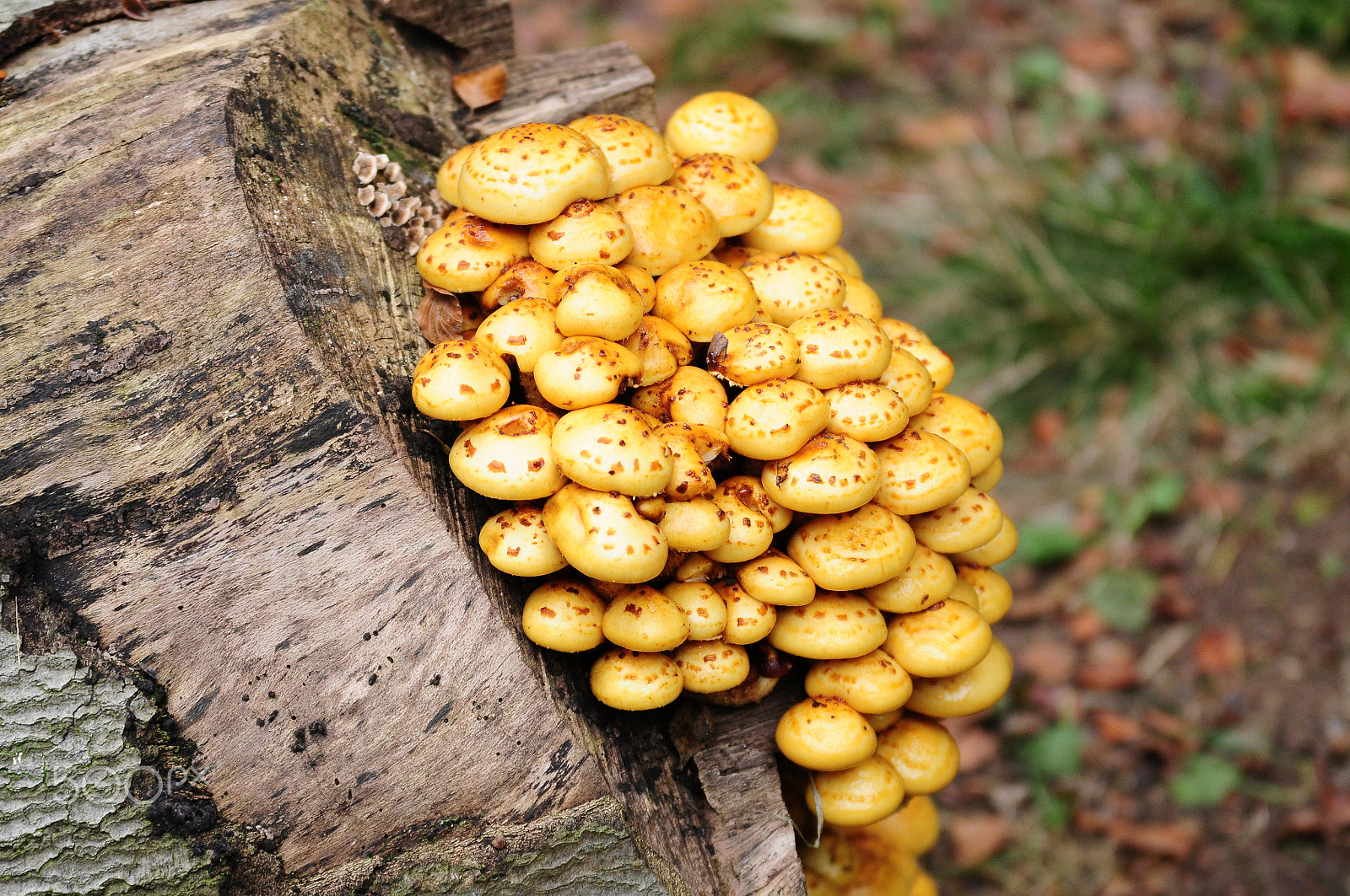 Nikon D90 sample photo. Ashridge estate, national trust, berkhampstead photography