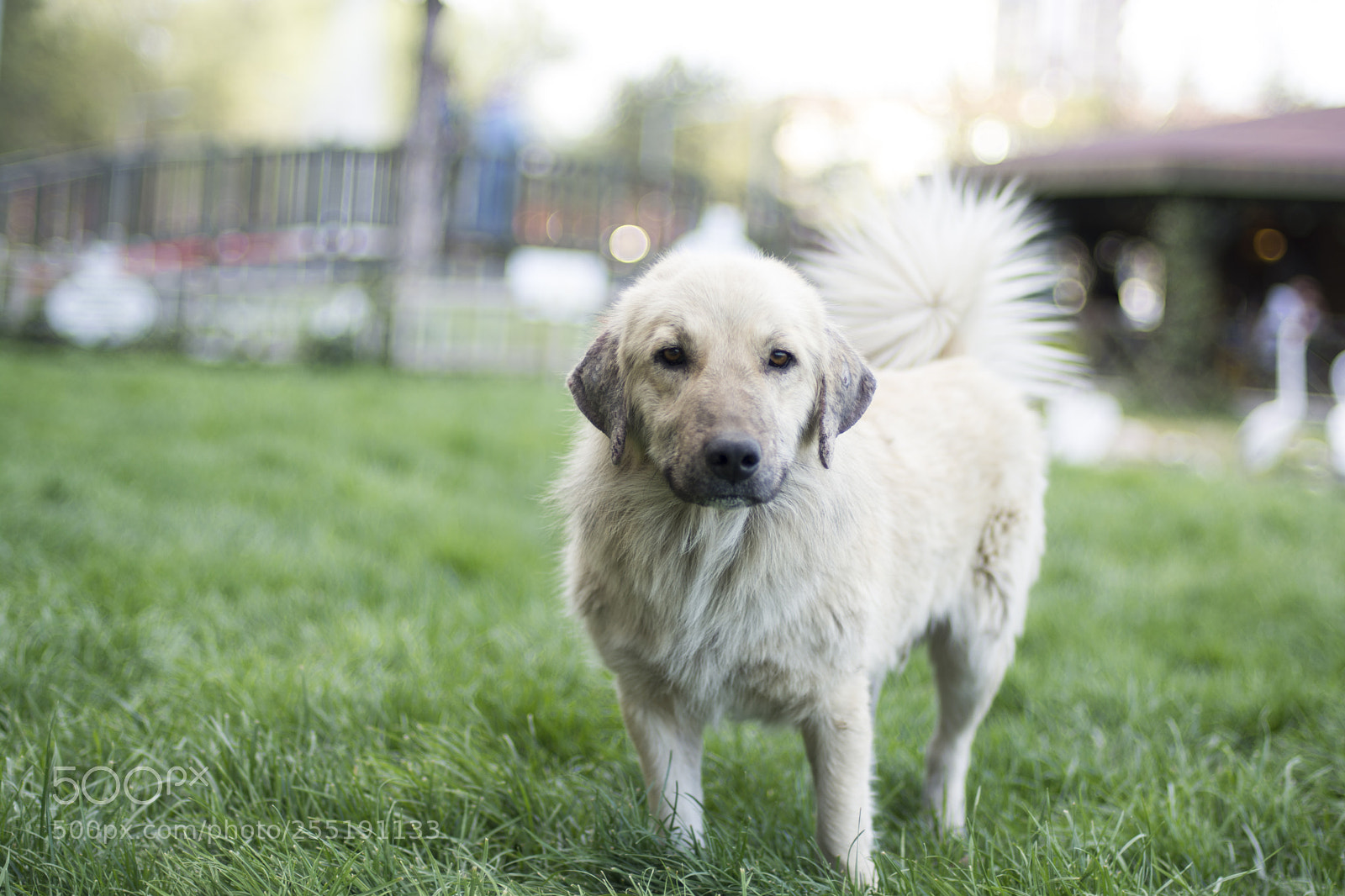 Nikon D7100 sample photo. A dog in white photography